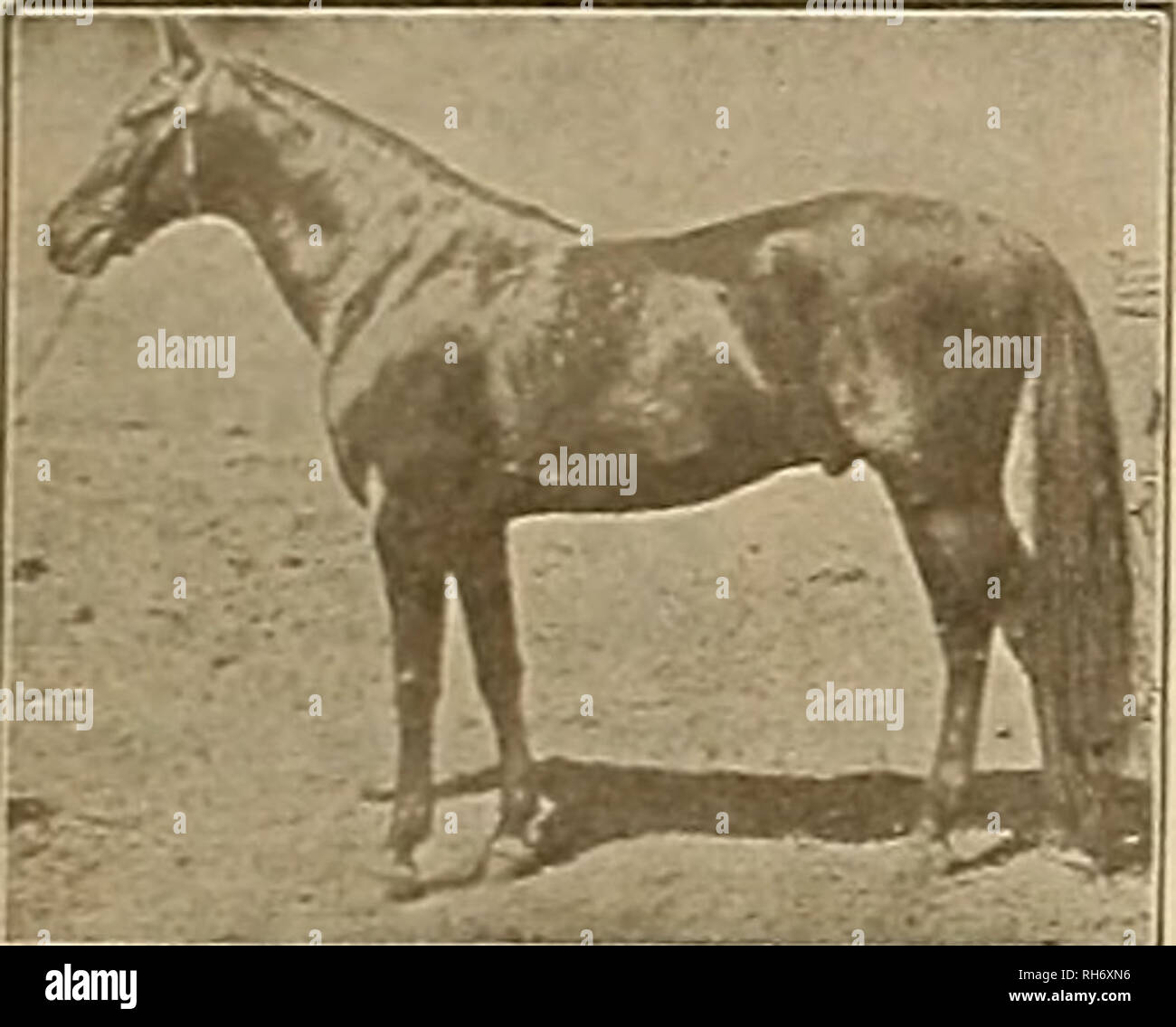 . Breeder and sportsman. Horses. 18 ©Jte gveebev anii g^rartsmcm [May 20, 1905 MENDOCINO 22607 RECORD (THREE-YEAR-OLD) 2:19# Sire or Monte Carlo 2:07* (to wagon 3:0SW&gt;; Holito (8y.o.) SAI* (3y.o )S:IS, (a)L^&amp;Sfc Bay Stallion. t5 34 hands; weight 1190 pounds; hind feet and ankles white; loaled April 24,1889. Bred at Palo Alto S ock Farm. Hire ELECTIONEER 125, son of Hambletonian 10. First dam, MANO (dam of MeDdocino (3) Vl9H Electant2:10s, Morocco (3 y o trial) 2:22) by Piedmont 904. 2-.17H; second dam. Mamie (dam of Mamie W. (3) 2:17*. Hyperion 2:213*. Memento 2:25*. Mithra (p) 2:14*) b Stock Photo