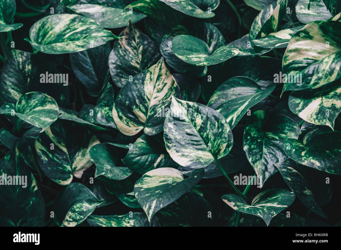 Epipremnum aureum or golden pothos plant. Abstract tropical green leaf