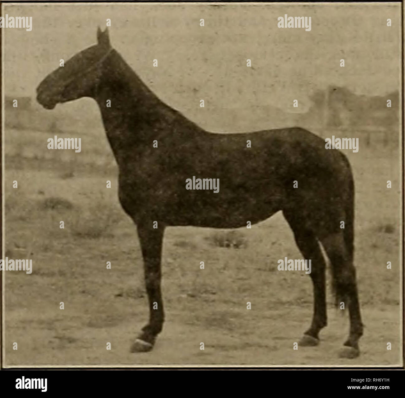 . Breeder and sportsman. Horses. [Saturday, December 30, 1911. THE