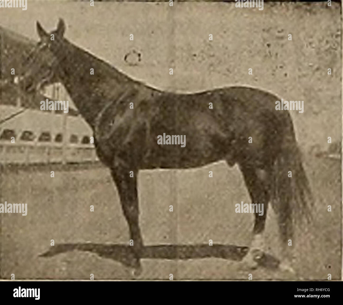 . Breeder and sportsman. Horses. Saturday, April 5, 1913.] THE BREEDER ANO SPORTSMAN 17 In 1912 Every Two-Year-Old Trot from Vancouver to Los Angeles was won by a PRINCE ANSEL 29220 California Licence Pure Bred No. 1053. Two-year-old race record 2:20% f LOTTIE ANSEL (2) 2:14JÂ£â Champion two-year-old trotting filly of 1912. of6 1 PRINCE LOT 2:07:,4âFastest trotting gelding in the West in 1912. ARISTA ANSEL (2) 2:18%â Winner of the Canfield-Clark Stake in 1912. HIS SIRE DEXTER PRINCE 11,363, Sire of Bernice R 2:07ji Lisonjero 2:0SJ4 Eleata 2:08% James L .2:09&gt;5 Edith 2:10 and 60 others. HIS  Stock Photo