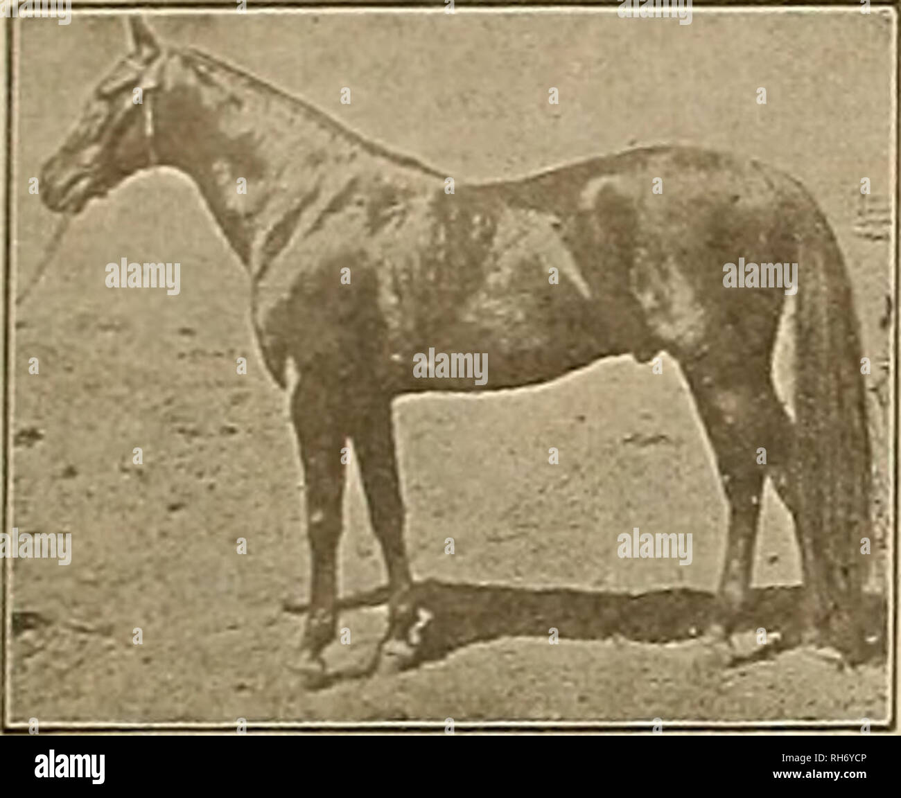 . Breeder and sportsman. Horses. 18 ®he gveeirev attif ^pcxtsmaix fMAY 13, 1905 MENDOCINO 22607 KECOKD (THREE-YEAR-OLD) 2:19« Urea ax I-aiu nnu o uto i-tim. Sire ELFCTIONEBR IS6, son of Hambletonian 10. First dam, '2-19H Electant2:l94, Morocco (3y o trial) 2:22) by Piedmont £ (dam of Mamie W. (3) 2:l?!i. Hyperion 2:21^, Memento 2:25M. NUTWOOD WILKES 2:16 Sire of Monto Carlo S:07MCtowagoa2:0fii$); Idoltta (8y. o.) 2:21*. (3y.o)2:12, (a) 8:09*, etc. Bay Stallion. 15 34 hands; weight 1190 pounds; hind feet and ankles white; foaled April 3-1,1889- Bred at Palo Alto S oek Farm. First dam, IVf ANO ( Stock Photo