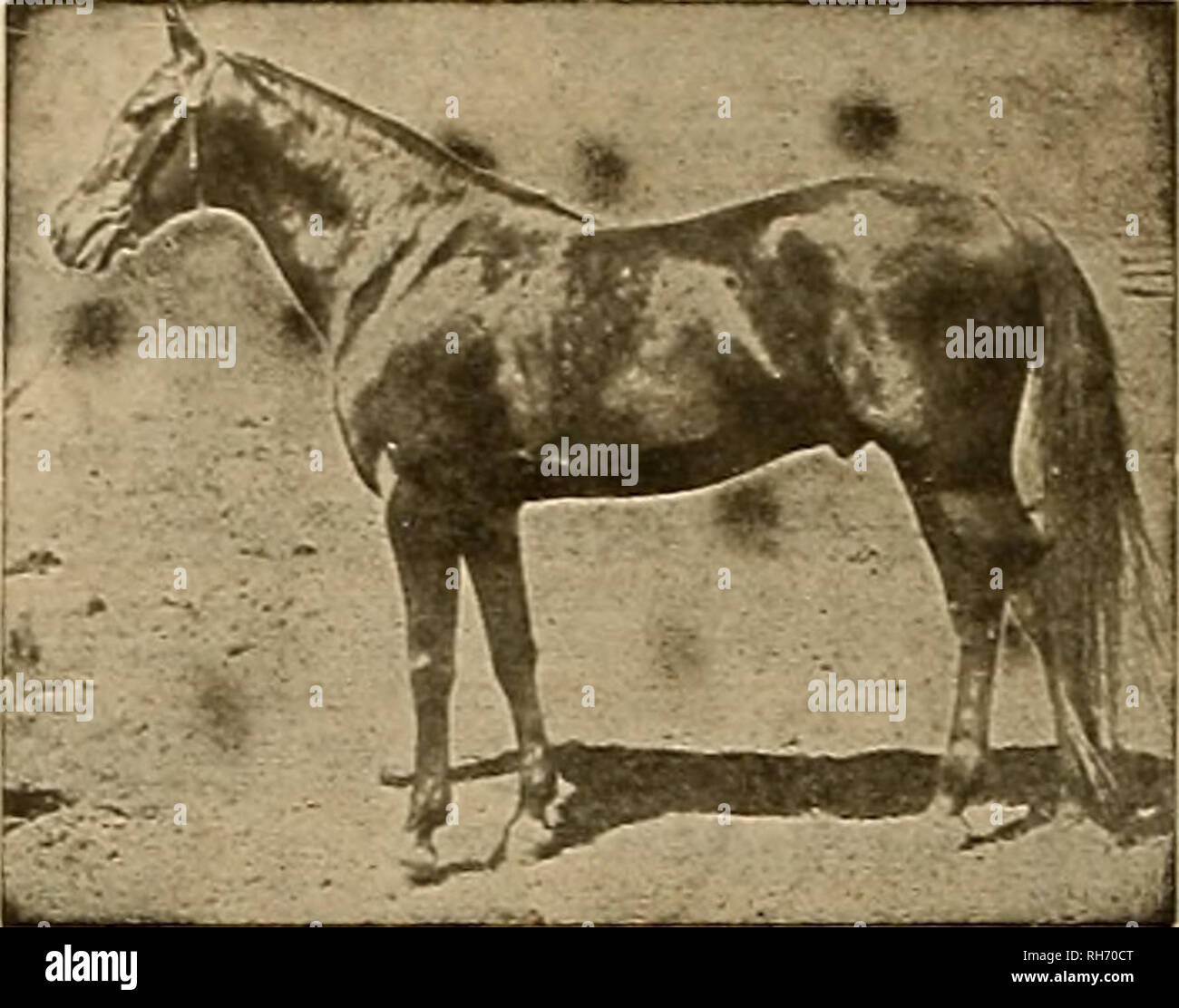 Breeder And Sportsman Horses 18 C Its Gveebev Txxxii Gppxrtrtsmttn May 2 1903 The Champion Sire Of Early And Extreme Speed Nutwood Wilkes H Is The Only Stallion That Ever Produced Two