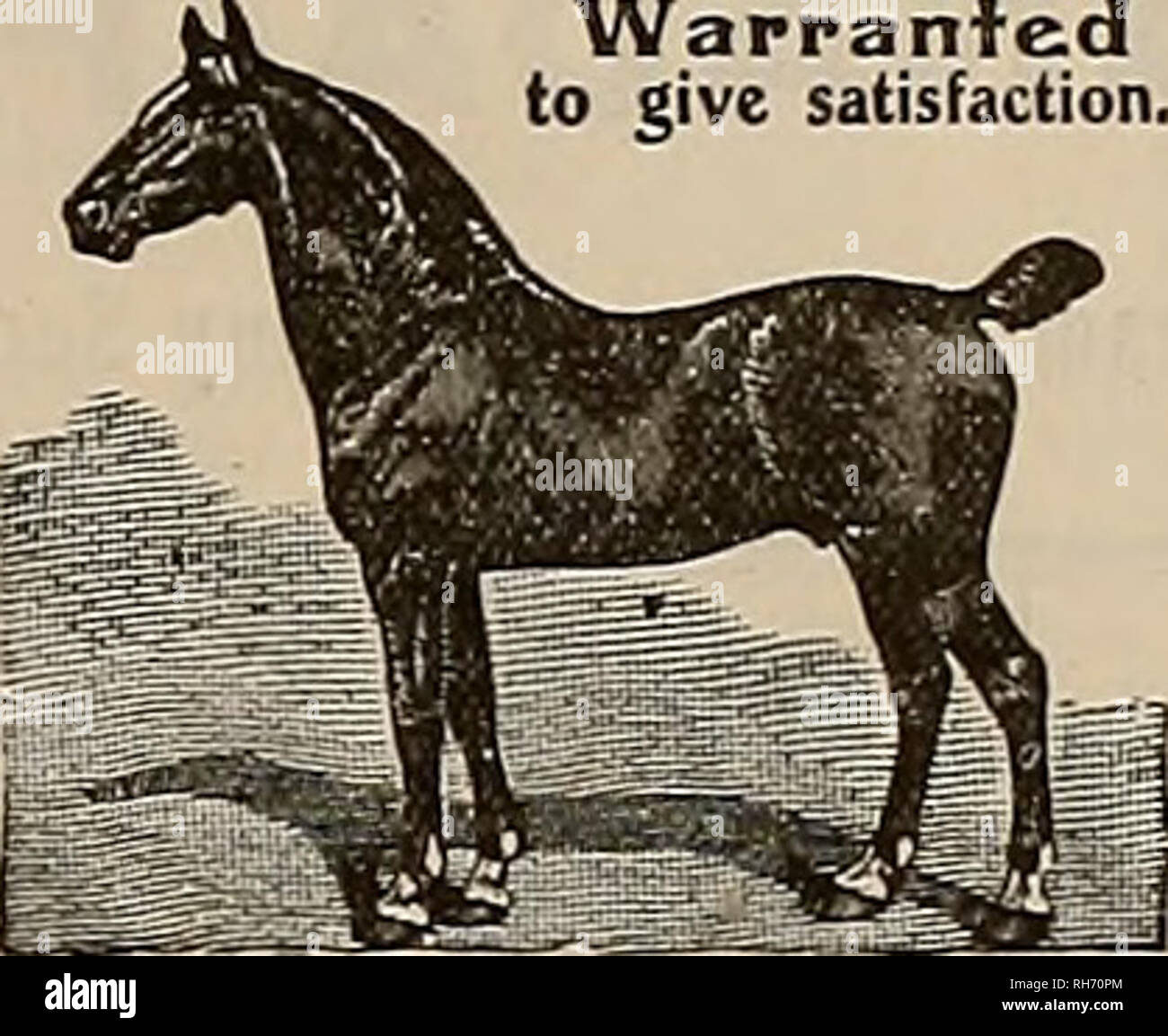 Breeder And Sportsman Horses Money Refunded If Not - 