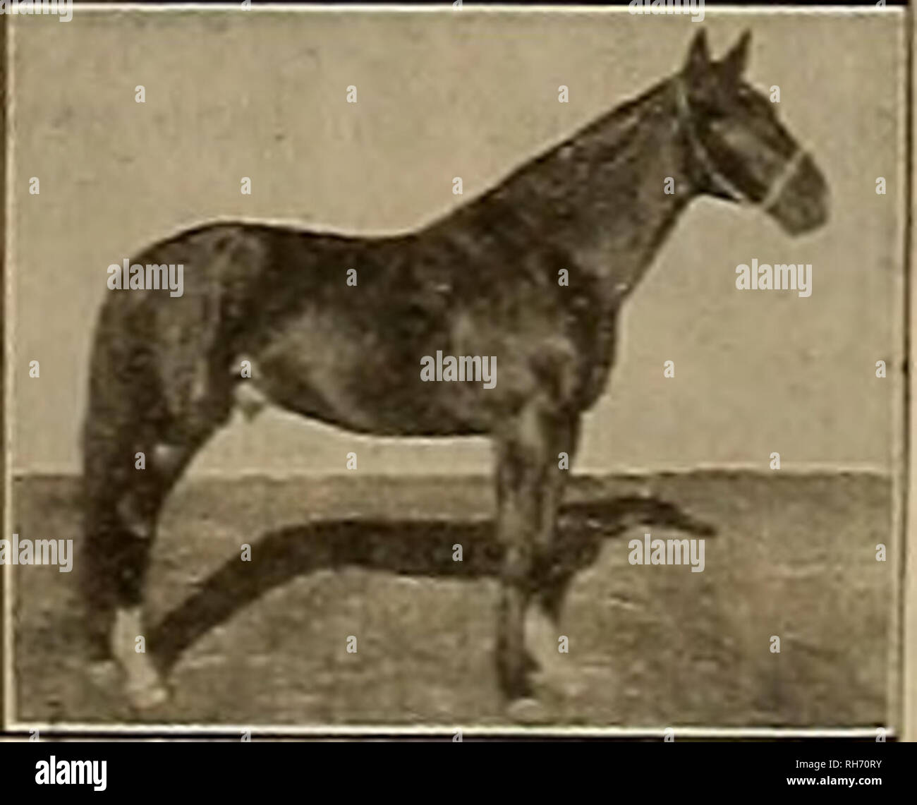 . Breeder and sportsman. Horses. Kinney Lou 2:07 Reg. No. 37621 &quot;^&quot;fastest trotting son of the Great McKCvST.Y 2:UM-. | glOO for the Season  Diamond Mac Cash or approved note. Usual return privilege. Five years old by Kinney Lor; 2:01%; dam by Don Marvin. A grand individual and highly bred young horse. Cash or approved note. Usual return privilege. $30 for the Season I SANTA CLARA, Cal. The above stallions will stand at Brace's home place Best of care taien of mares. For further particulars address &amp;52f £.' BUDD DOBLE, 15 North 1st St, San Jose Cal.. Please note that these image Stock Photo