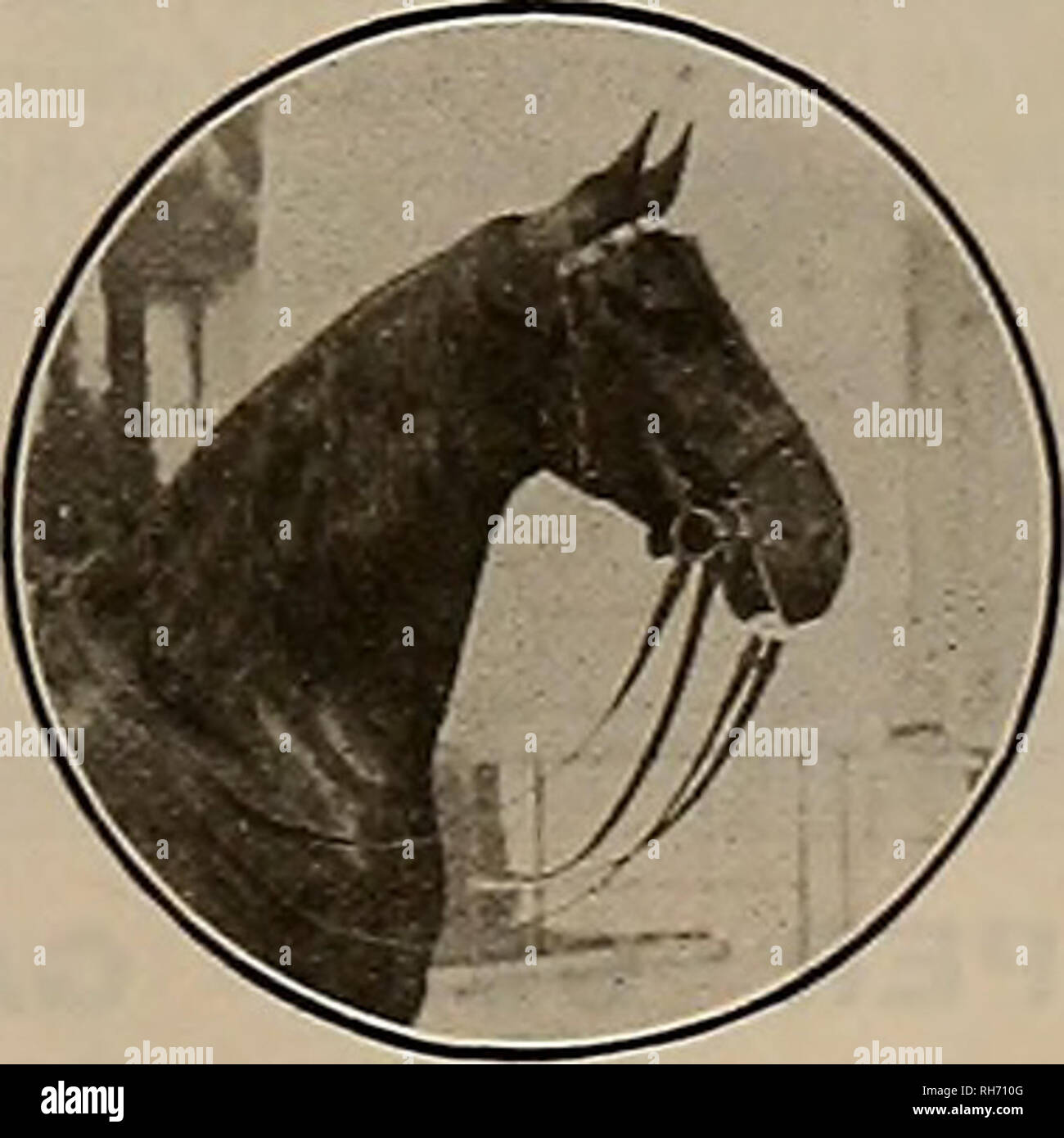 Breeder And Sportsman Horses All Shotgun Loads Hunting Suits Decoys Folding Boats Oil Skins And Sweaters Telephone Kearny 18 Send For Price Catalogue 510 Market St San Francisco Riding And Driving Breeder And Sportsman Horses All Shotgun Loads Hunting Suits Decoys Folding Boats Oil Skins And Sweaters Telephone Kearny 18 Send For Price Catalogue 510 Market St San Francisco Riding And Driving