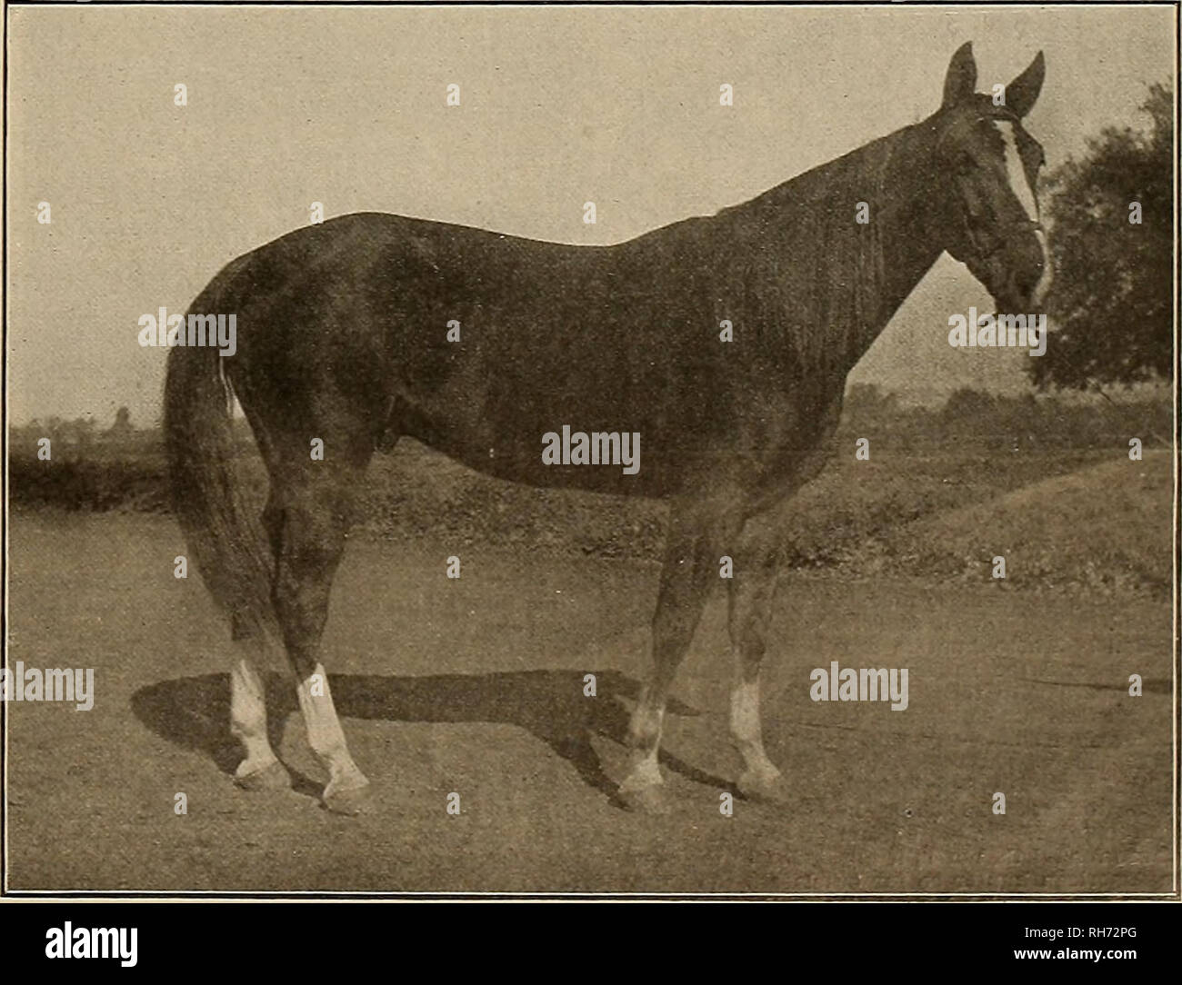 Anaconda 3d hires stock photography and images Alamy