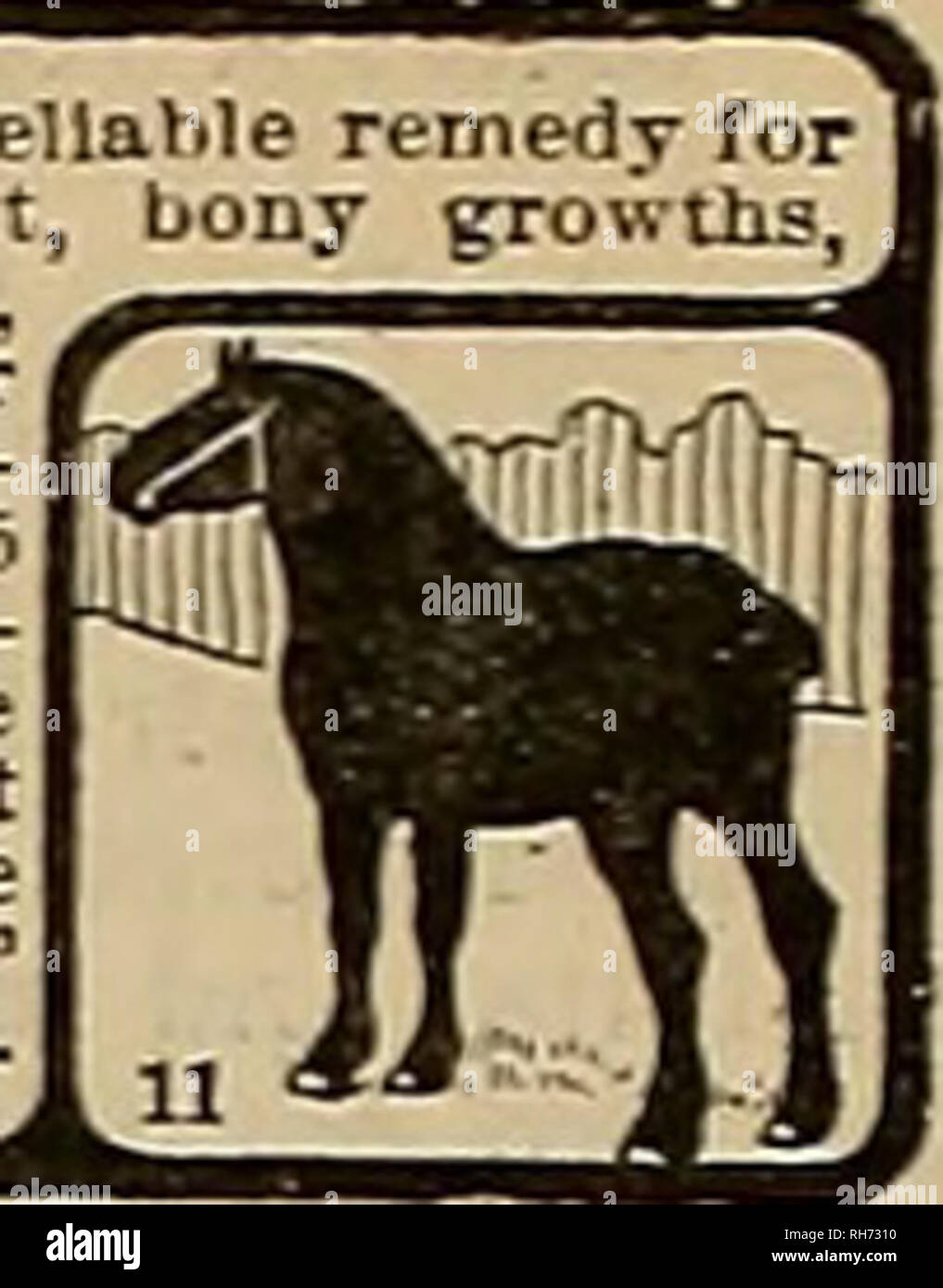 Breeder And Sportsman Horses Thats What Using A Seneca - 