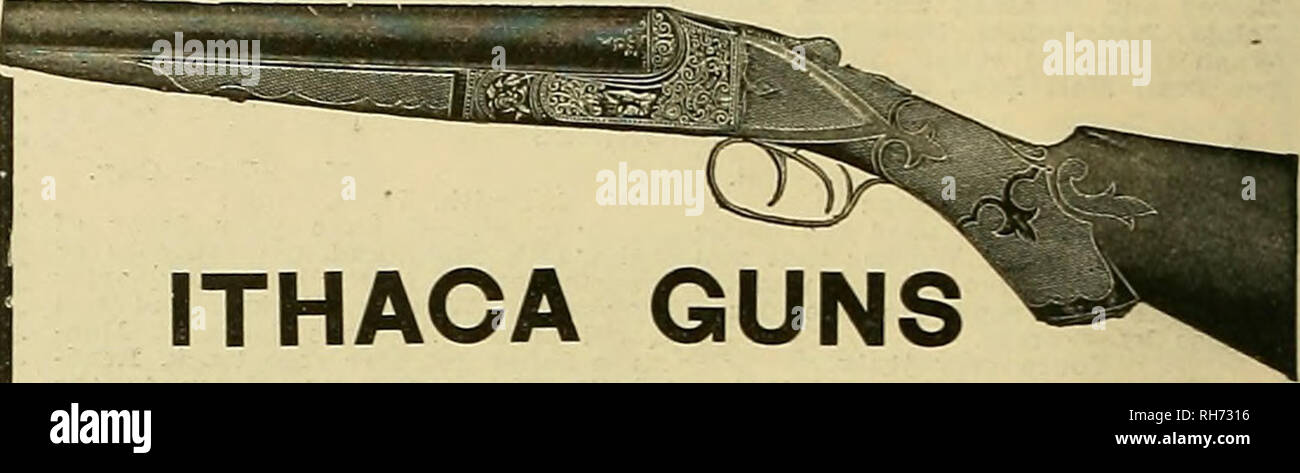 Gun Stock Walnut Stock Photos Gun Stock Walnut Stock Images Alamy