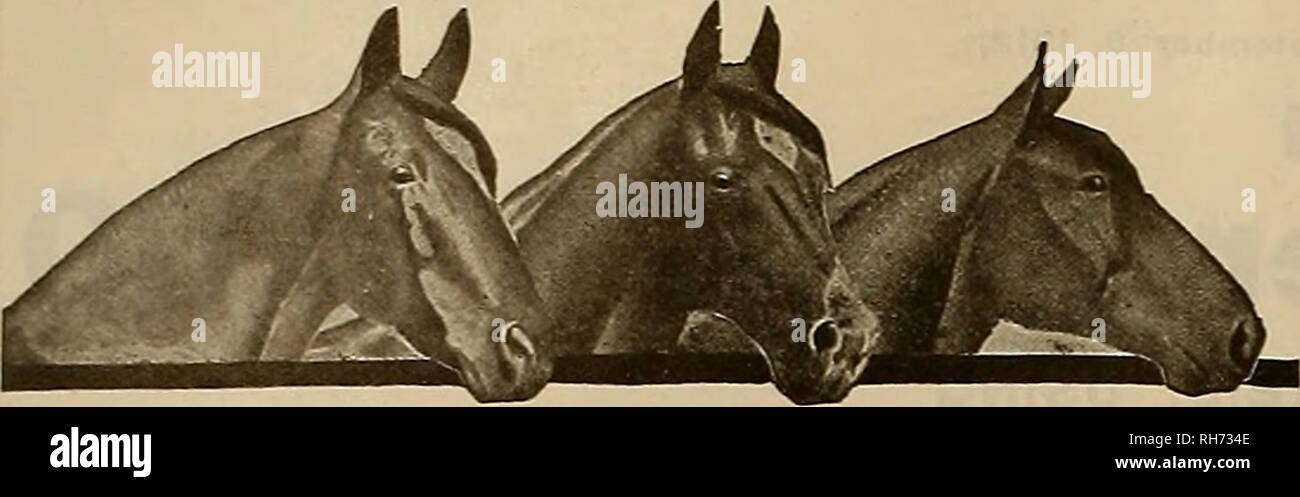 . Breeder and sportsman. Horses. H THE BREEDER AND SPORTSMAN [Saturday, September 28, 1912 SAVE-THE-HORSE. Buys Lame Ones to Use in His Practice TELEPHONE Back Bay 50'1-L OFFICE HOURS 2 to 4; 7 to S Sonday by Appointment W. WALLACE NUTTING, H.D. 360 Massachusetts Ave. BOSTON, MASS., August 12, 1912. TROT CHEMICAL CO., Binghamton, N. T.: Dear Sirs: I am not in the horse business, as it â would seem by this letter, but when I see a good one going wrong I buy it and use it in my practice and usually cure it. Please send me two bottles by return ex- press for which I enclose my check. Have used yo Stock Photo