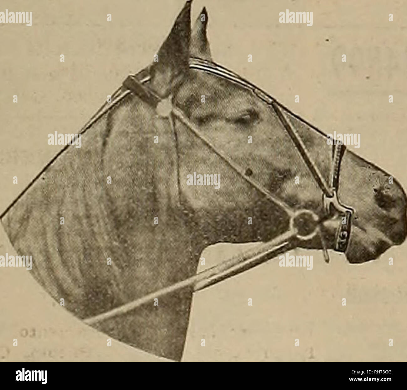 . Breeder and sportsman. Horses. Wm, Riley,