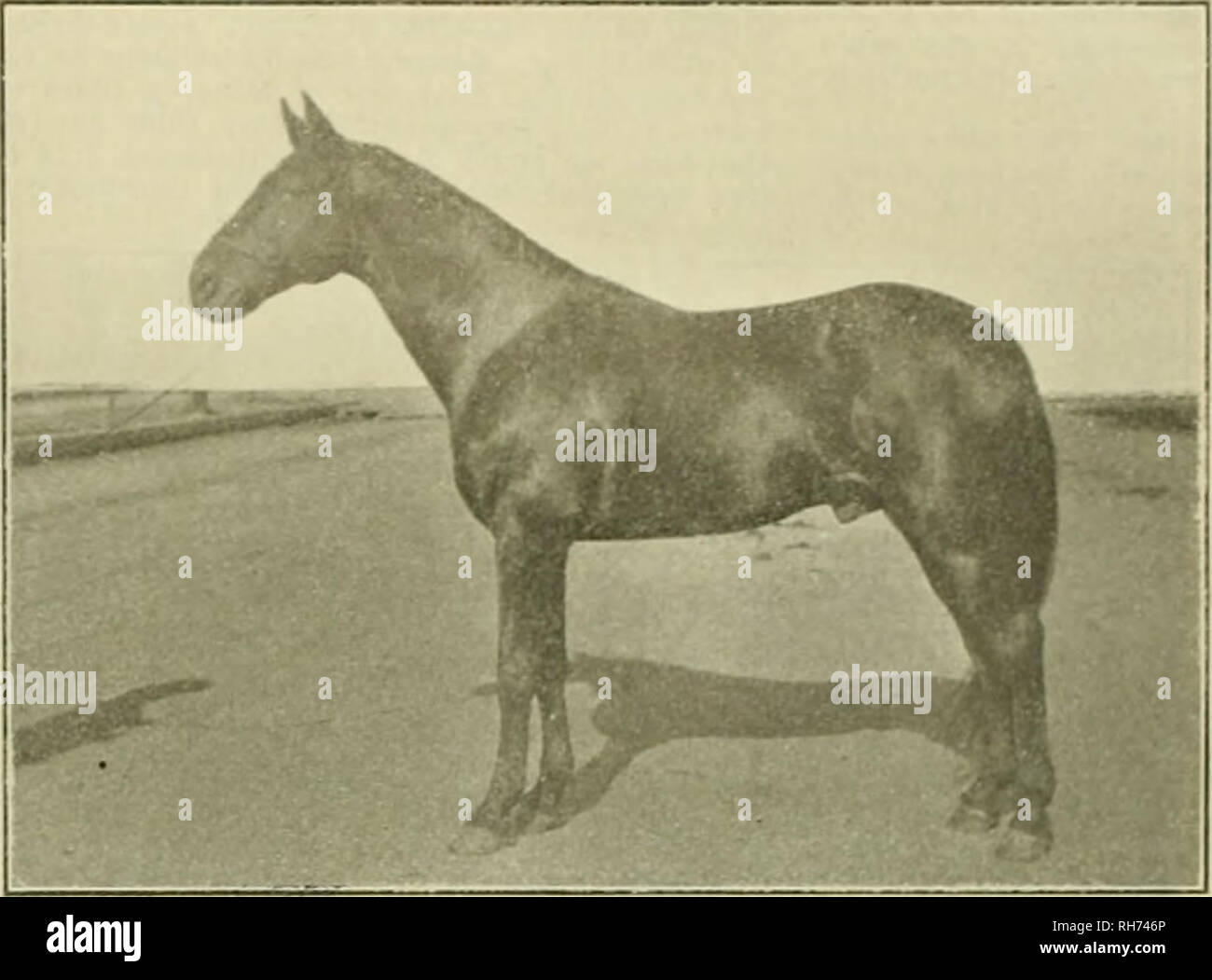 Breeder And Sportsman Horses Saturday Lie I I T H K 11 It E E I I Ii V N D S P O R T S M 15