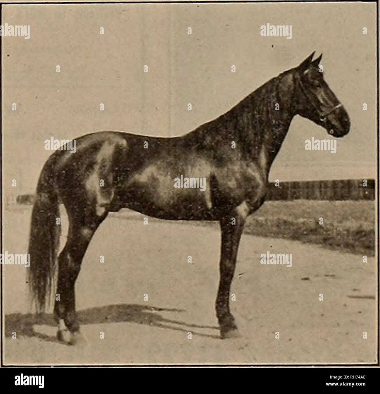 Breeder And Sportsman Horses Zolock 2054 Weighing - 