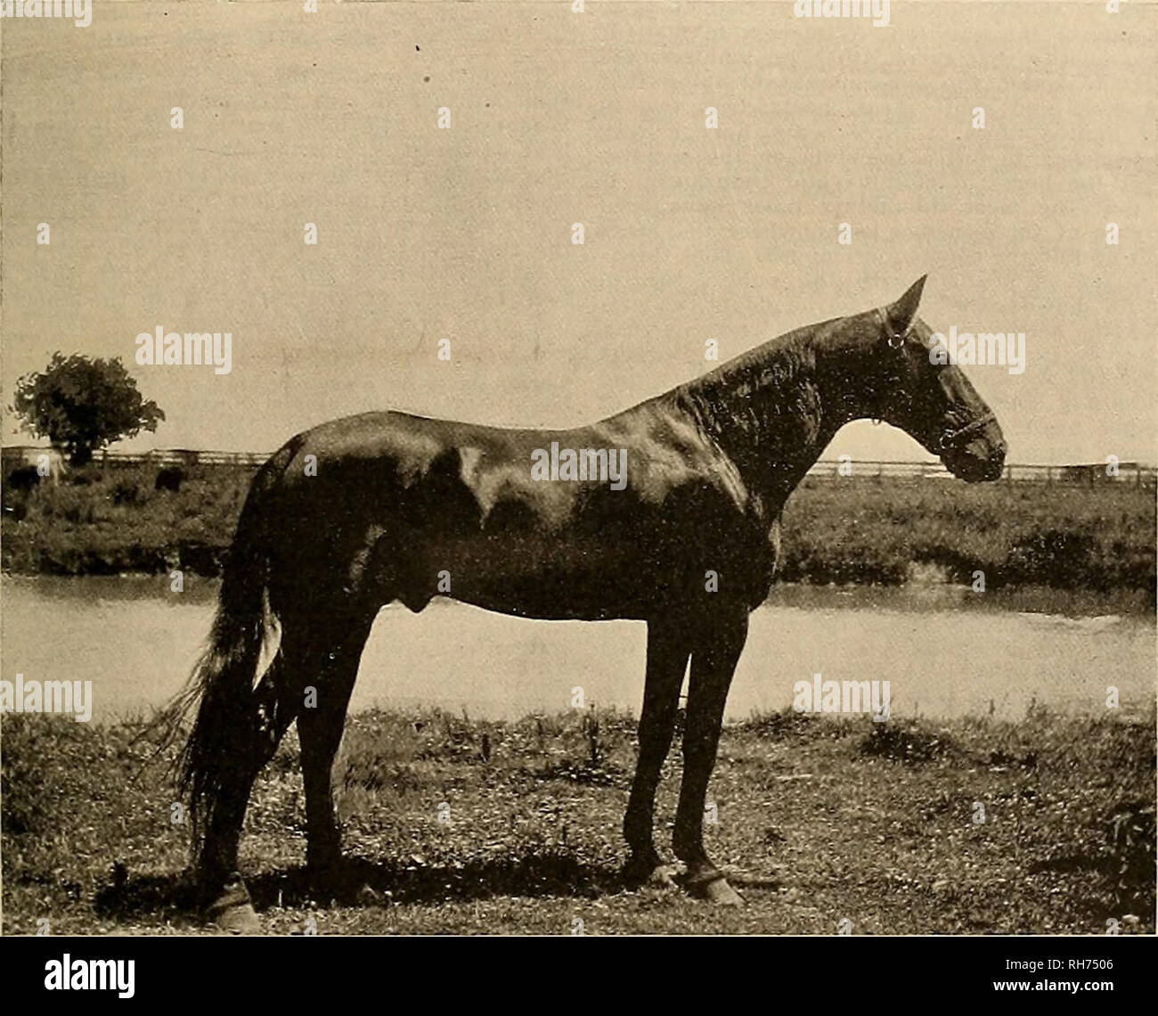 . Breeder and sportsman. Horses. SEPTEMBER 30, 1905] ®hc gves&amp;ev anb J&amp;pvvxzman 5 || NOTES AND NEWS. An agent of Mr. A. R. Tewksbury, of New South Wales, recently purchased from L. E. Brown of Delevan, Illinois, a four months old colt by Parole, dam Meadow Queen, sister to Great Heart 2:12% by Mambrino Russell, second dam by Geo. &quot;Wilkes. Three new 2:10 trotters in one race is pretty close to the record. Pat Ford, Belle C. and Tom Miller, Jr., went in at Galesburg in the six heat 2:15 trot. It is claimed there were 100,000 people on the grounds of the Michigan State Fair on Septem Stock Photo