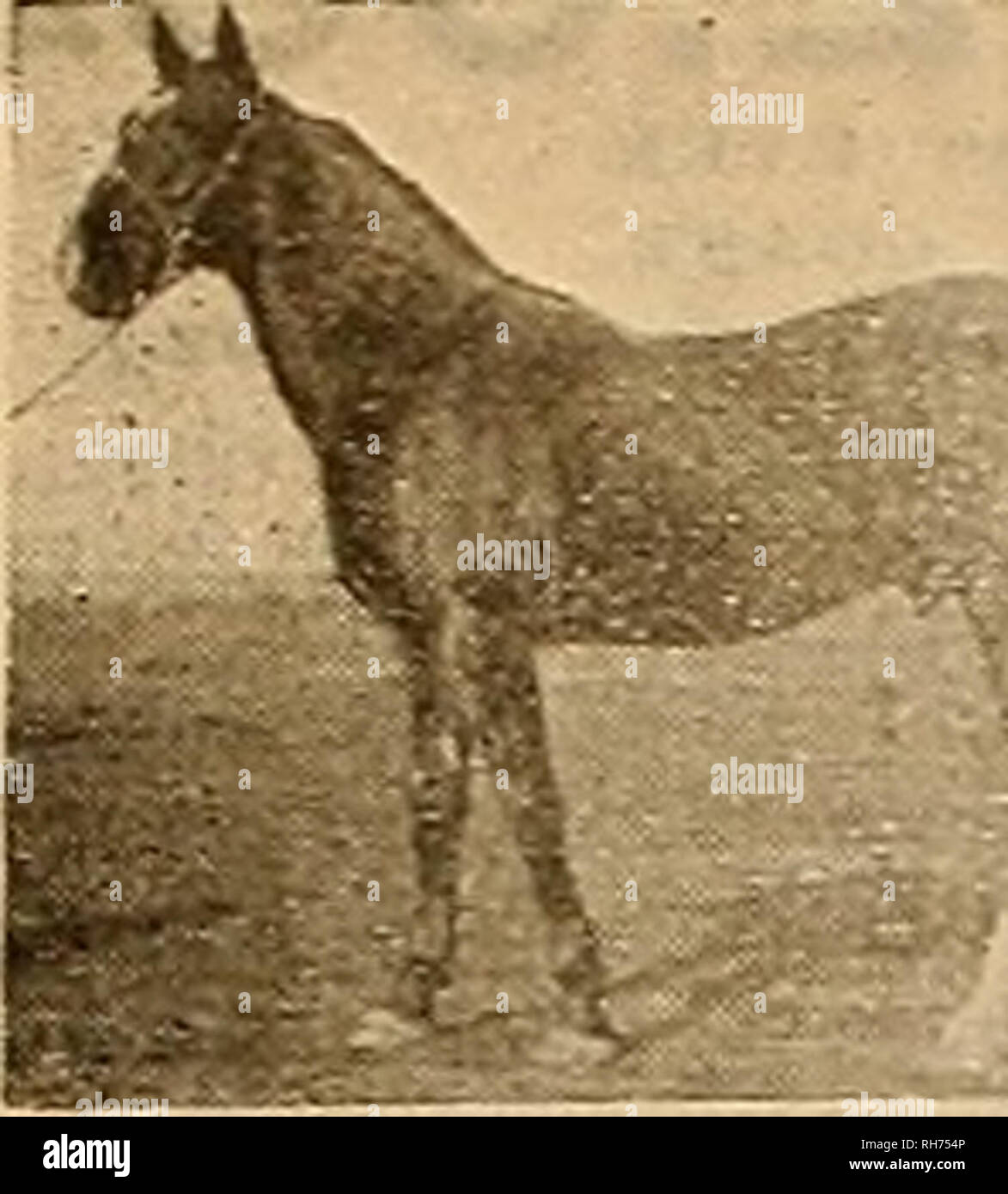 . Breeder and sportsman. Horses. March 21. 19031 ©he Qxesftev trnii gpjwtrtemcm 17. Sire of Frank 2:10!4 Sweltzer 2:13&gt;- 2d dam BLANCHWARD by Onward (Sire 9 in 2:10 list, 27 in 2:15 list) 3d dam BLANCHE PATCHEN by Mambrino Patchen 58 (greatest broodmare sire) 4th dam LADYBLANCHE by Hough ton's Privateer 258 5th dam JENNY LEND by Abdal- lah 15 s^SPEED AND ABILITY TO REPRODUCE IT.&quot;« DIABLO 2:09 1-4 SIR ALBERT S 2:03 3 4 CLIPPER 2:06 DIODINE 2:10 1-4 Daedalion 2:11, Diawood 2:11. El Di3blo 2:11, T3ss2:ll'&lt;, Hijo del Diablo !:ll'i I-r 't&lt;i Diablita2:l5M, Gatl Topsail 2:16. Imp2:19'f, Stock Photo