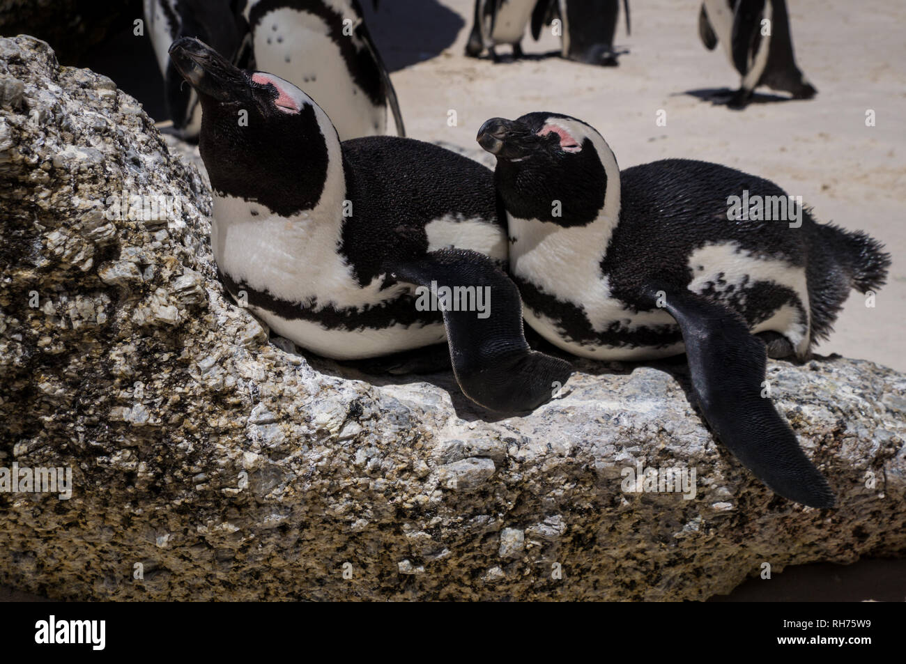 African warm weather penguins sunbathing at Boulders Beach, South
