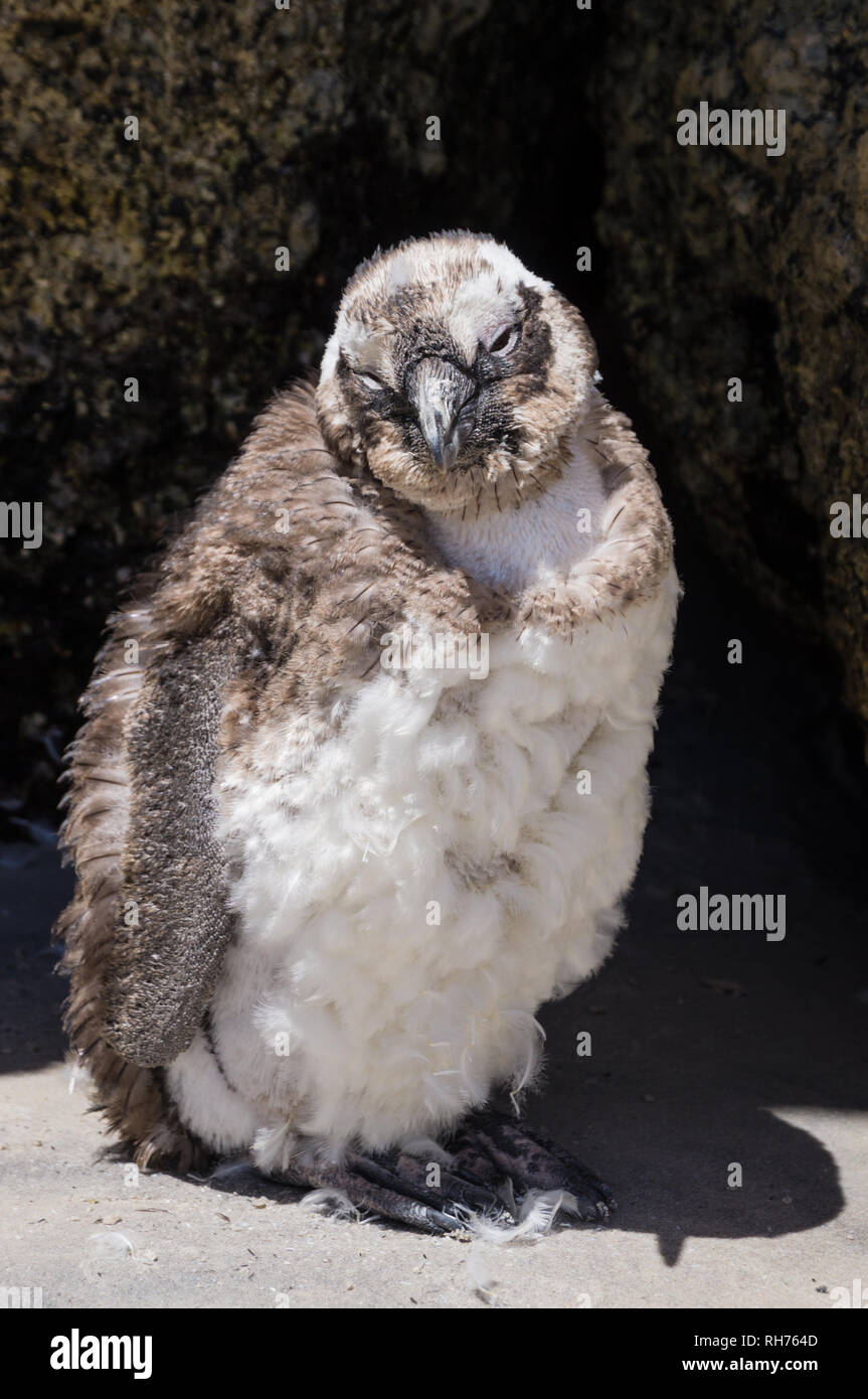 African warm weather baby penguin at Boulders Beach, South Africa. Stock Photo