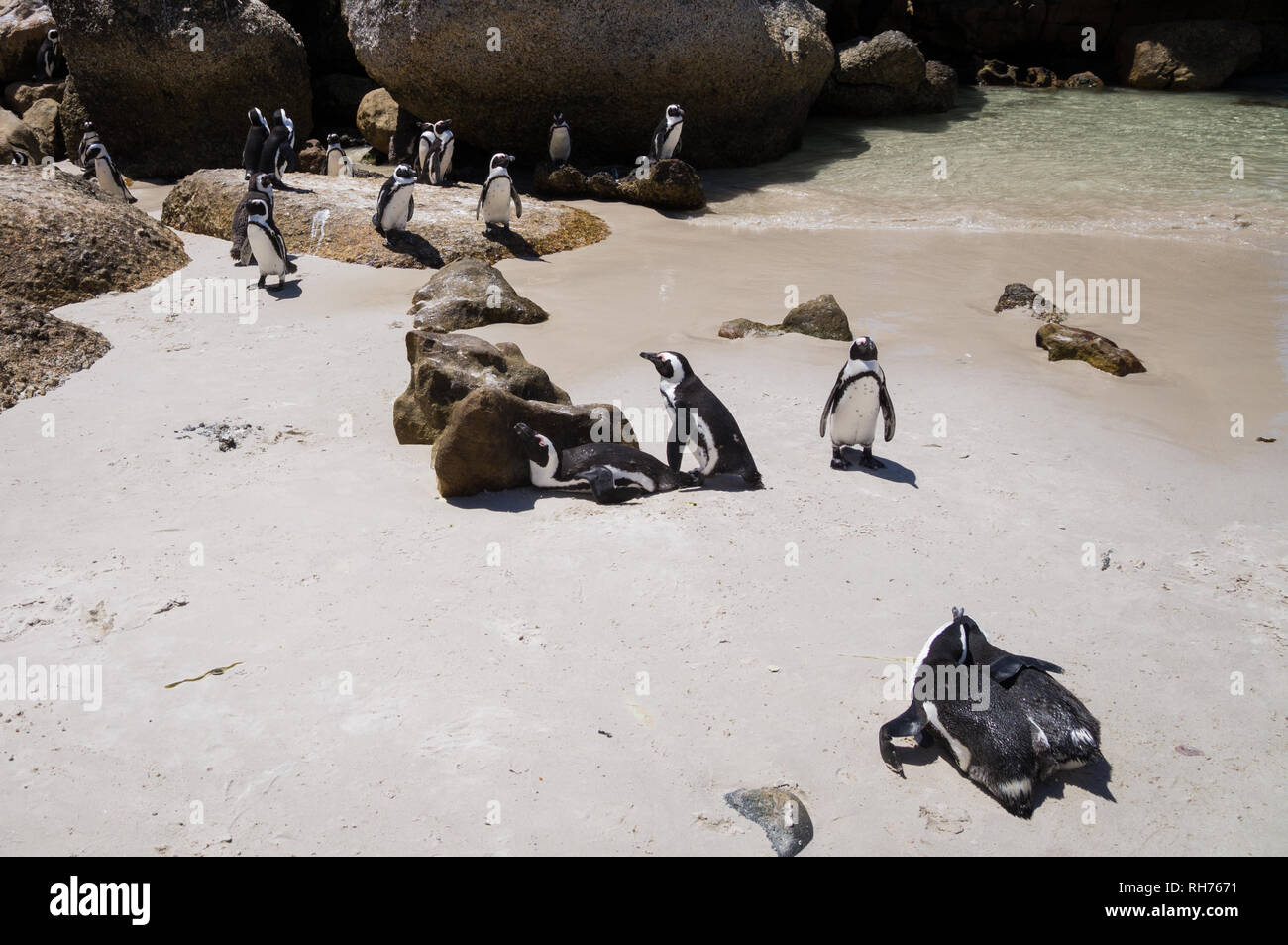 African warm weather penguins at Boulders Beach, South Africa Stock