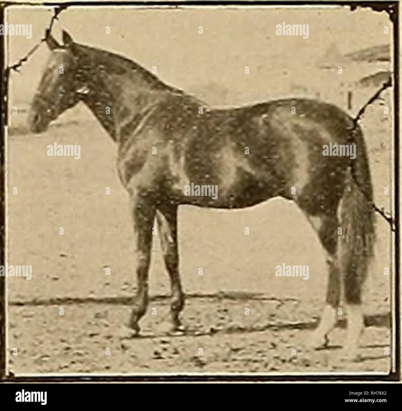 Breeder and sportsman. Horses. Old Age Is Incurable In man or beast, but almost all other common diseases of the horse can be prevented by the timely use of the best Breeder and sportsman. Horses. Old Age Is Incurable In man or beast, but almost all other common diseases of the horse can be prevented by the timely use of the best