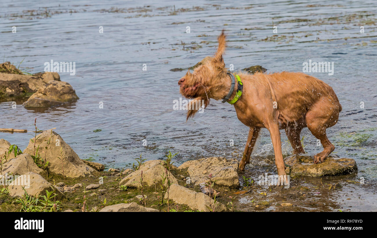 beautiful Wirehaired Vizsla dog shaking the water on an active day