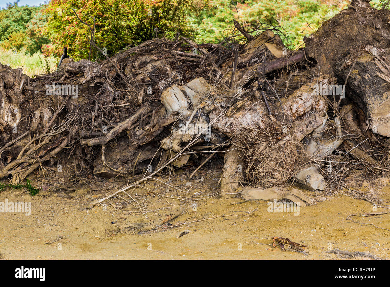 Stacked tree roots with a green trees background in south Limburg in ...
