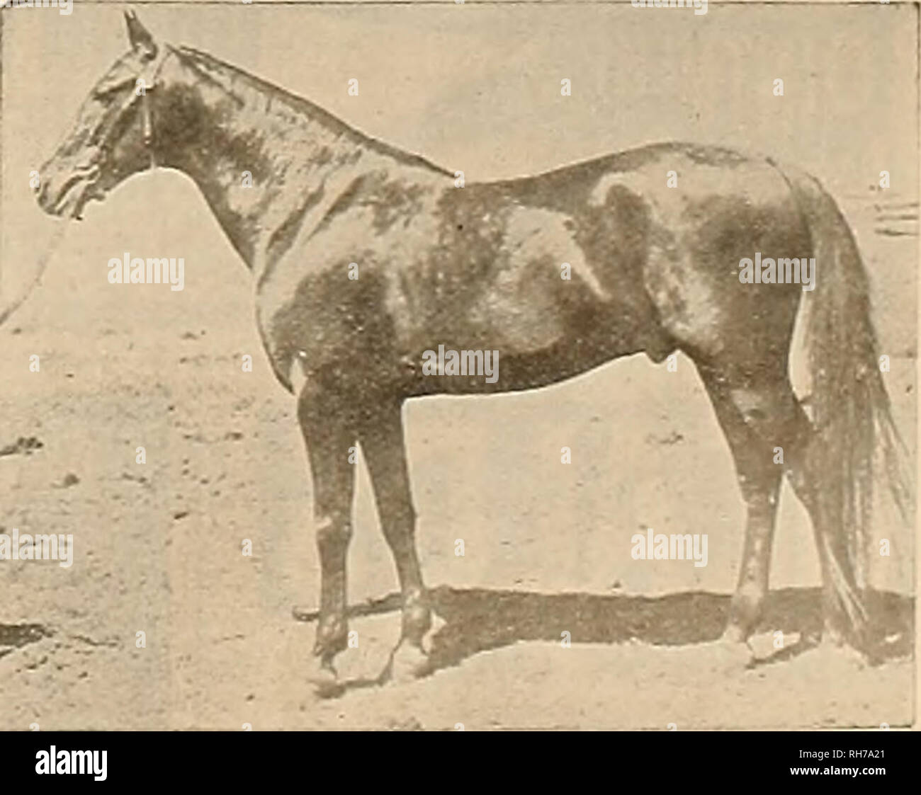 Breeder and sportsman. Horses. Sire of Prank Sweitzer £ Ha'.el Y Butcher Boy  Aud 1 tor and ten more in 2:ini/. .2:13« .2:17 .a:m-e of JOHN A. McKKRKON 2:05Vf  By GUY