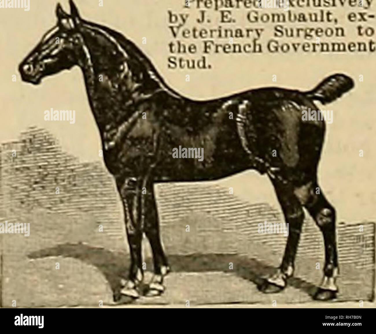Breeder And Sportsman Horses Western Meat Company San Francisco