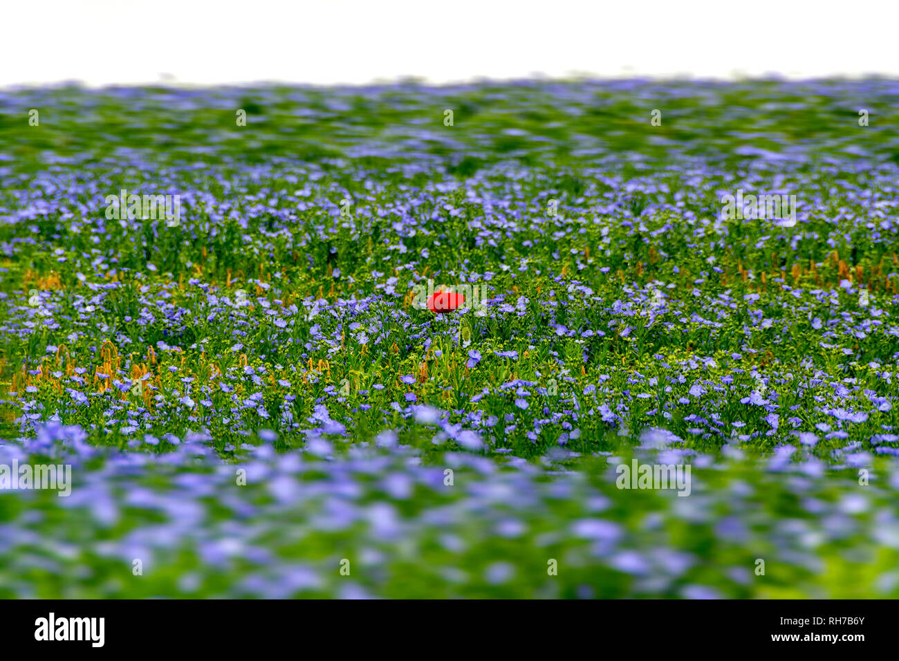 Field of poppies (Papaver) and flax field (Linum) in flower, Puy de dome department, Auvergne Rhone Alpes, France, Europe Stock Photo