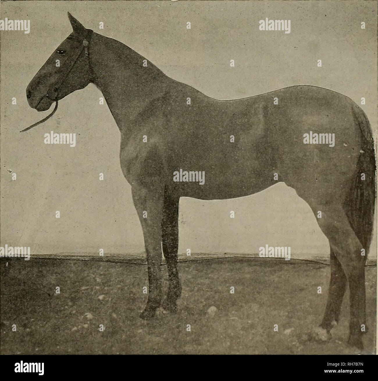 . Breeder and sportsman. Horses. Scene at Pleasanton Training Track. the fastest three heat race