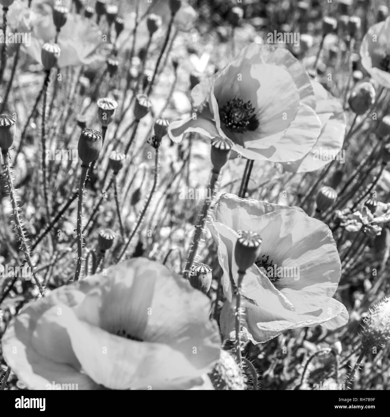 Poppy flowers field in summer, black and white image. Selective focus. Stock Photo