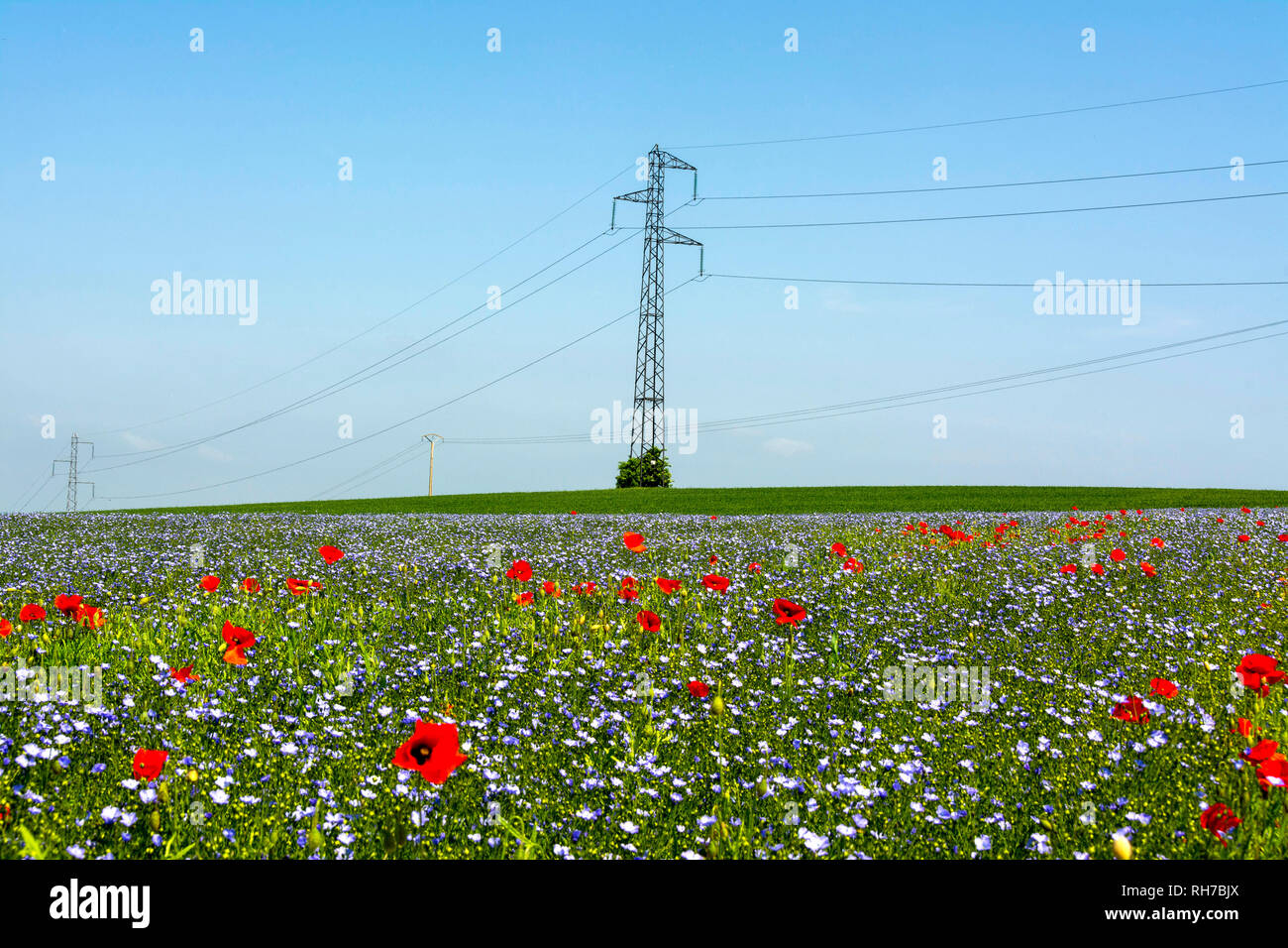 Power pylon in a field of poppies (Papaver) and flax field (Linum) in flower, Puy de dome department, Auvergne Rhone Alpes, France, Europe Stock Photo