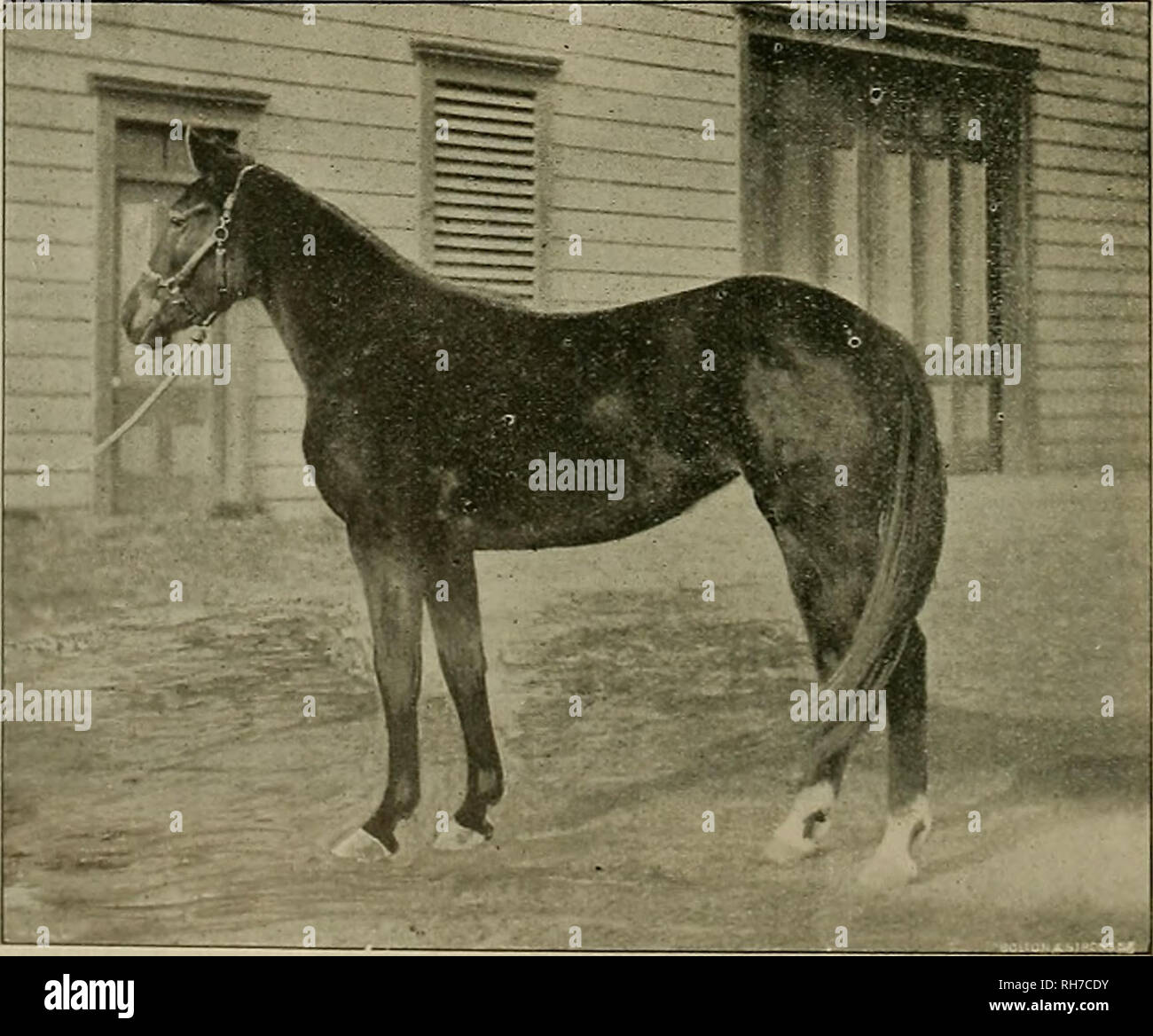 Yearling photos The nude Boomer's Beefcake