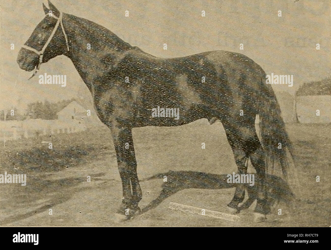 . Breeder and sportsman. Horses. 446 Â©in* gtaegttev mtfr ^piwt#Â»timÂ» [December 30, 1899 DIRECT Ml-2 SIRE OF -*. Directum Kelly,2:08 1-4 Directly - - - 2:031-1 Miss Margaret - 2:111-2 Ed B. Young - - 2:111-4 I Direct - - - - 2:13 Miss Beatrice - 2:13 1-4 And 13 titer Standard Trotters and Pacers Terms, $100 the Season Is now io tbe stud at KEHISS'S STABILES at Pleasanton, California track. Excellent pasturage and the best of care taken of mares in any manner that owners ^may desire at reasonable rates. Apply to THOMAS E.KEATIKG, Pleasanton.Cal-. Western Turf Association TANFORAN PARK Third M Stock Photo