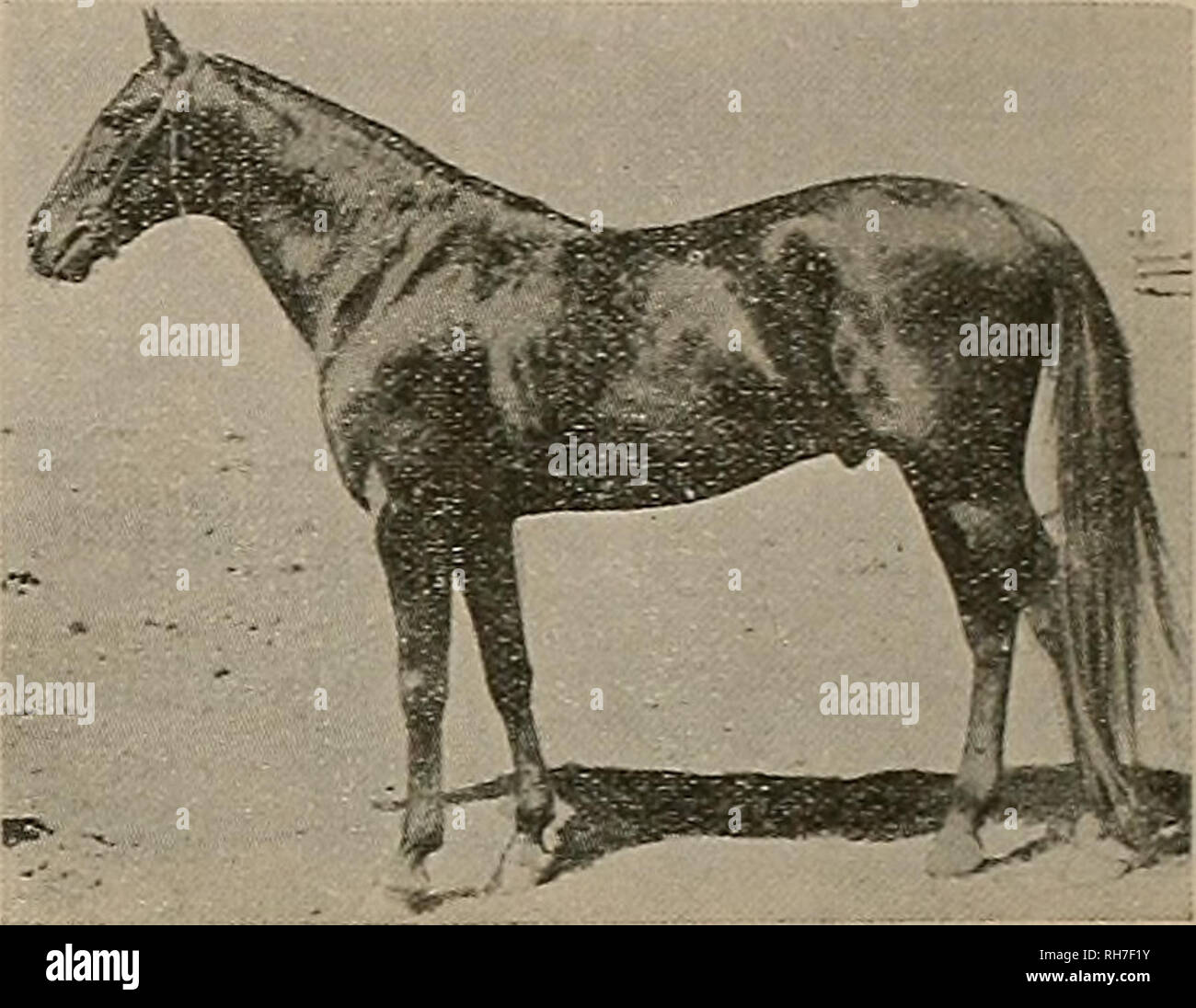 . Breeder and sportsman. Horses. Sire ONWARD 2:25 1=4 Sire of Pearl Onward 2:06 1-2 Beuzetta 2:06 3=4 Gazette 2:07 1=4 Colbert 2:07 1=2 Onward Silver 2:08 Pilatus 2:09 1-4 Col. Thornton 2:09 1=2 Major Mason 2:09 3=4 Cornelia Belle 2:10 and 150 more in 2:30. THE BEST BRED STALLION IN CALIFORNIA Dam NANCY LEE DAM OF NANCY HANKS 2:04 Dam of ADMIRAL DEWEY (3) 2:14 , NANCY STAM 2:30 By DICTATOR Sire of DIRECTOR 8:11 Sire of DIRECTCM 2:03J,{ DIRECT S-.OSii Sire of DIRECTLY 2:03!, BONNIE DIRECT 2:Oo &gt;, REY DIRECT 2:10 and many others. WILL MAKE THE SEASON OE 1002 AT KANCHO DEL VALLE FLE3 ^S-AJNTTO Stock Photo