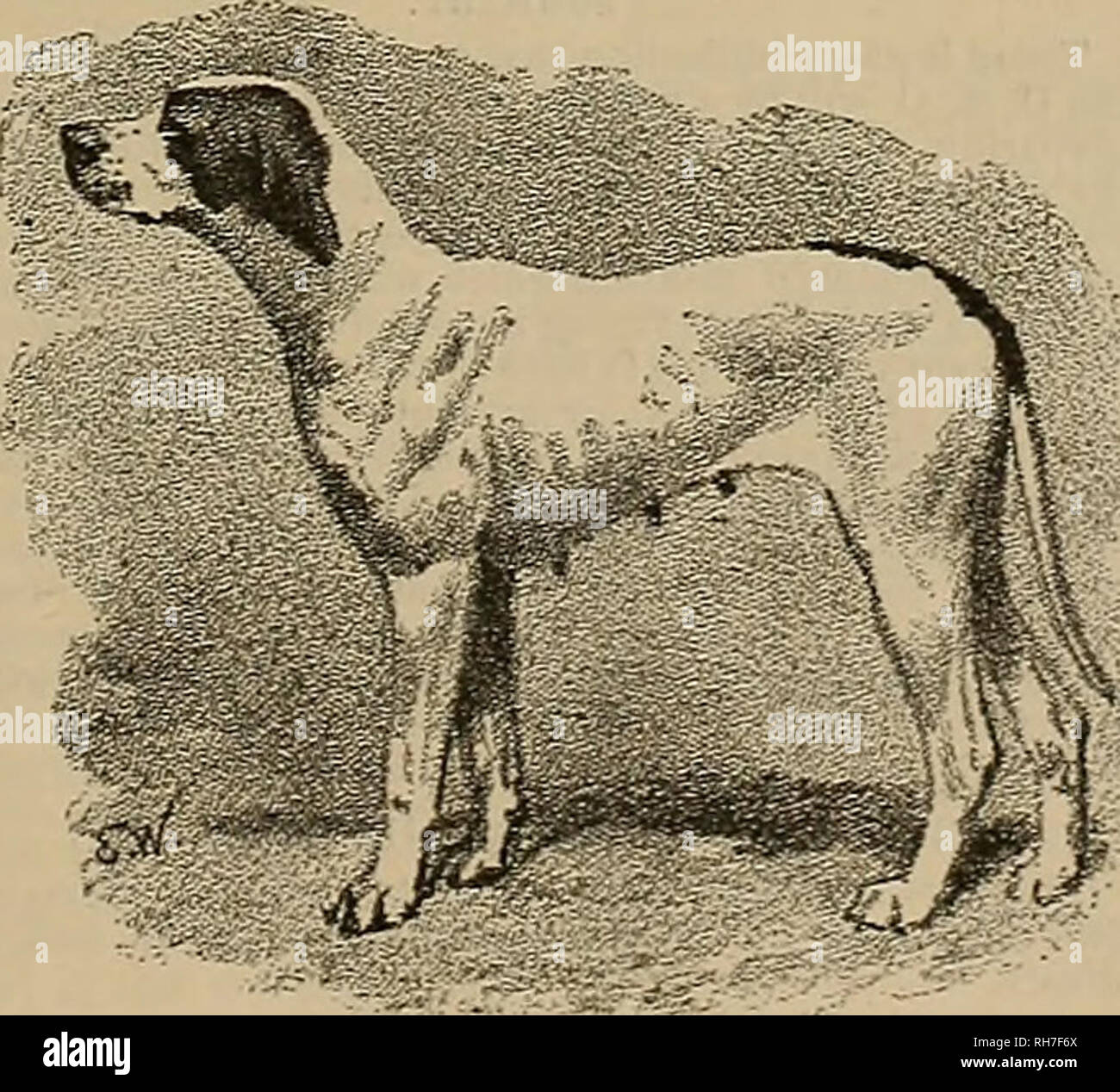 Breeder and sportsman. Horses. COCKER SPANIEL. BRONTA (17,063), DB. A. C.  DAVENPOBT, Owner Mr. H. F. Mann calls attention to an alleged error in the  announcement of the awards at the