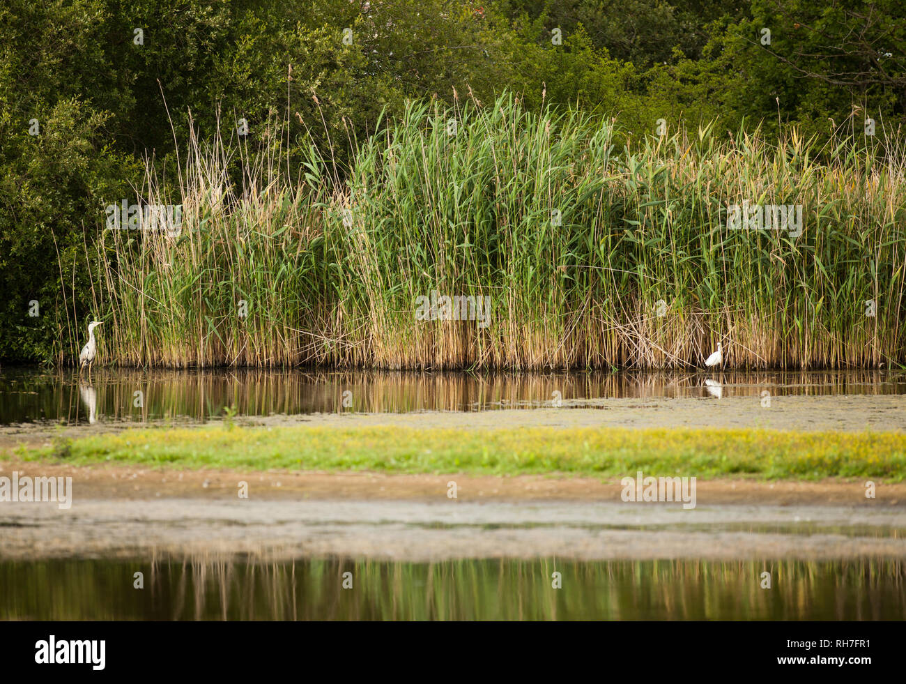 Reed bank on lake in English countryside Stock Photo Alamy