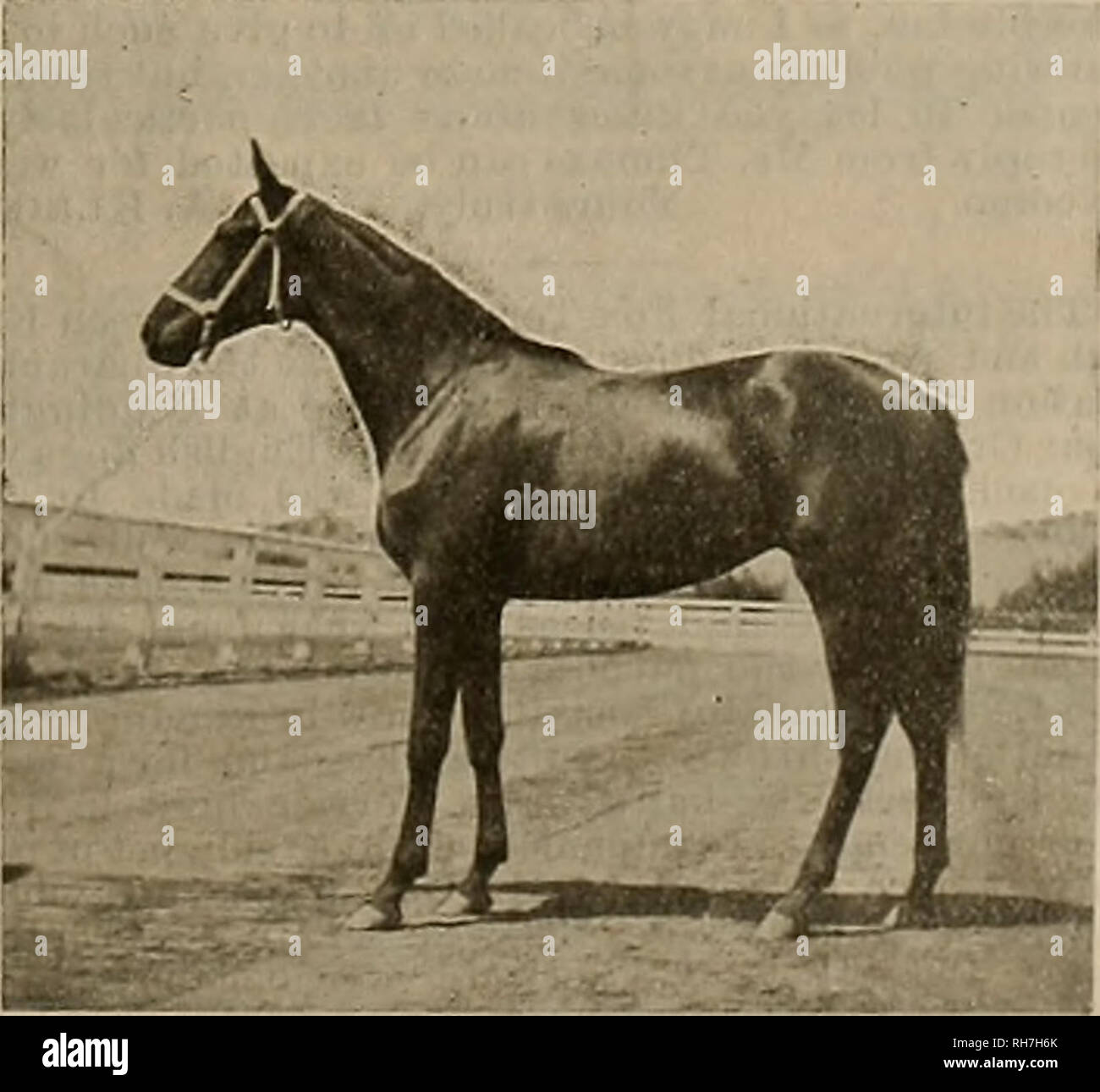 Breeder and sportsman. Horses. Bay FUly by imp. The .Judge—imp. Yarranabee.  The bay filly by imp. The Judge, out of imp. Yar- ranabee, is what one  would expect from such a