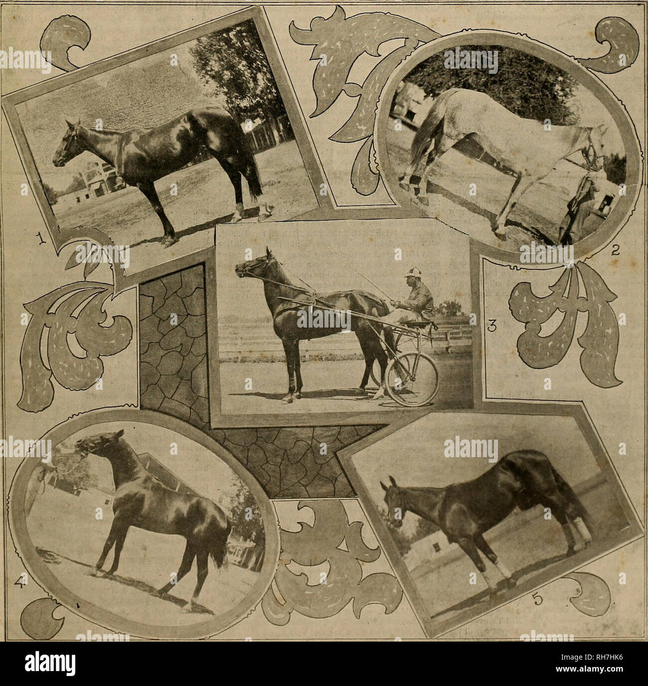 . Breeder and sportsman. Horses. VOL. XXIX. No. 6. 36 GEARY STREET. SAN FRANCISCO, SATURDAY, AUGUST 10, 1901. SUBSCRIPTION THREE DOLLARS A YEAR. SOME OF THE MONEY WINNERS AT SACRAMENTO. 1. Anzeila2:J3!4, b. m. by Antrim, winner of 2:14 trot. 2. What Is It 2:16a, g. R. by Direct, wlnnor of 2:40 trot. :i Sir Albert S. 2:H*34. by I&gt;i;ibln wlnnor of 2:25 and 2:17 class pacing events, 4. Freddie C, blk. s. by Direct, beaten a half length in 8:1134; winner of second money In 2:17 pace. 5. Ned Thome9H1Hi b. p. by Billy Thnrnhlll. second In 2:11 tr..'. Please note that these images are extracted fr Stock Photo