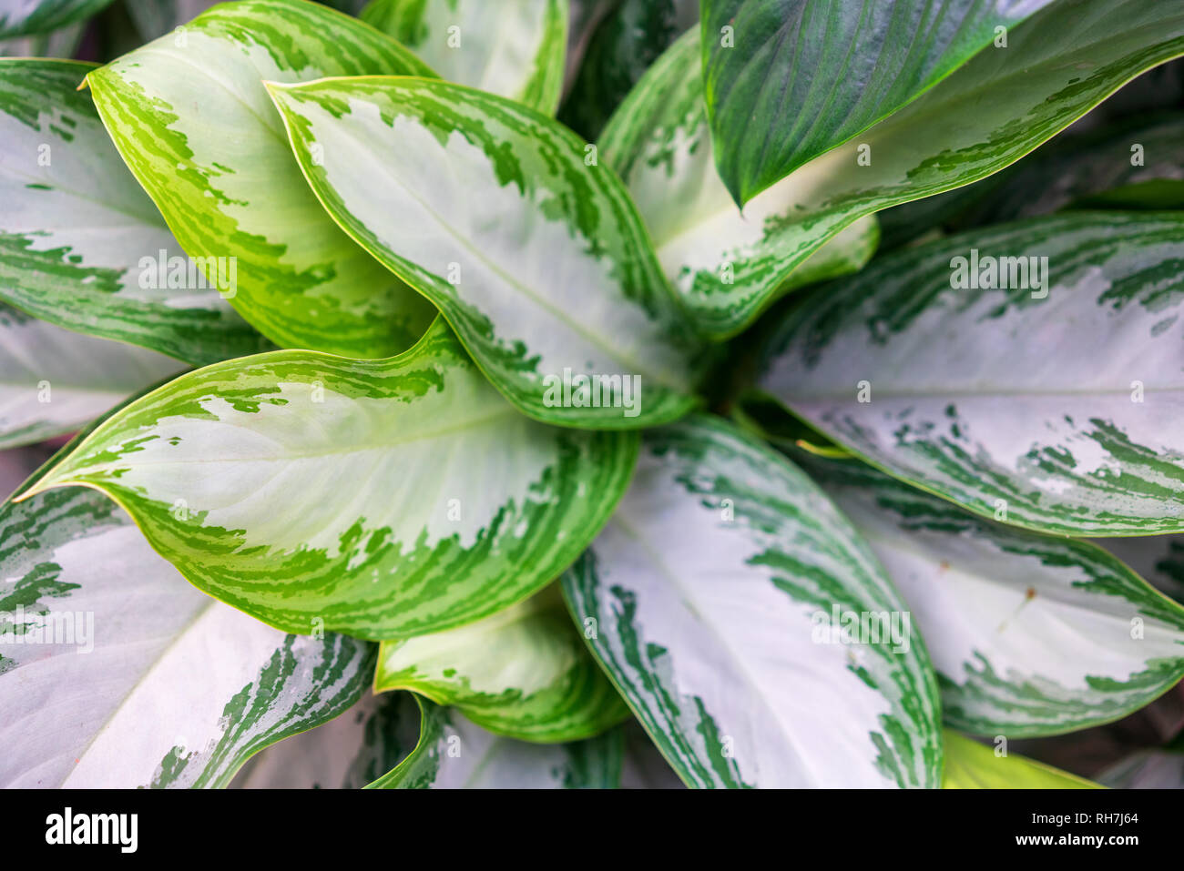 Aglaonema silver Queen with a small number of green areas on the leaves Stock Photo