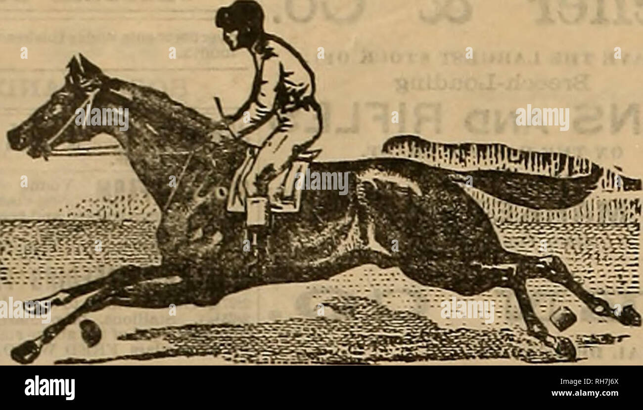 Horses study sheets hires stock photography and images Alamy