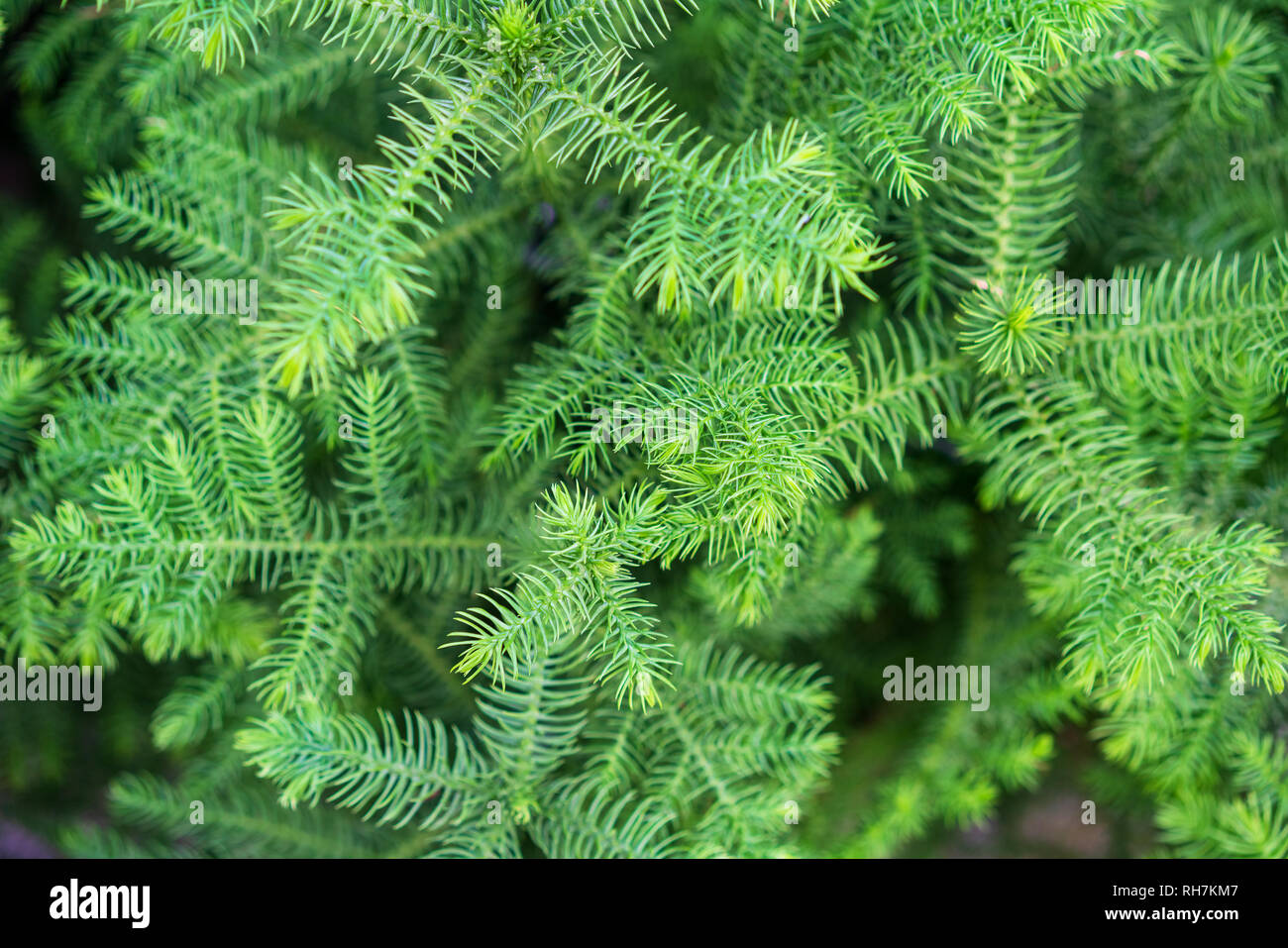 Asparagus Sprenger, gustotsvetkovy.a delicate tracery of branches, often used for the decoration of bouquets. Stock Photo