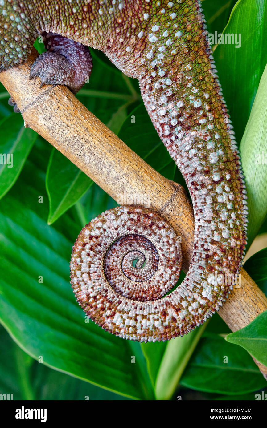 Panther chameleon coiled tail - Furcifer pardalis Stock Photo