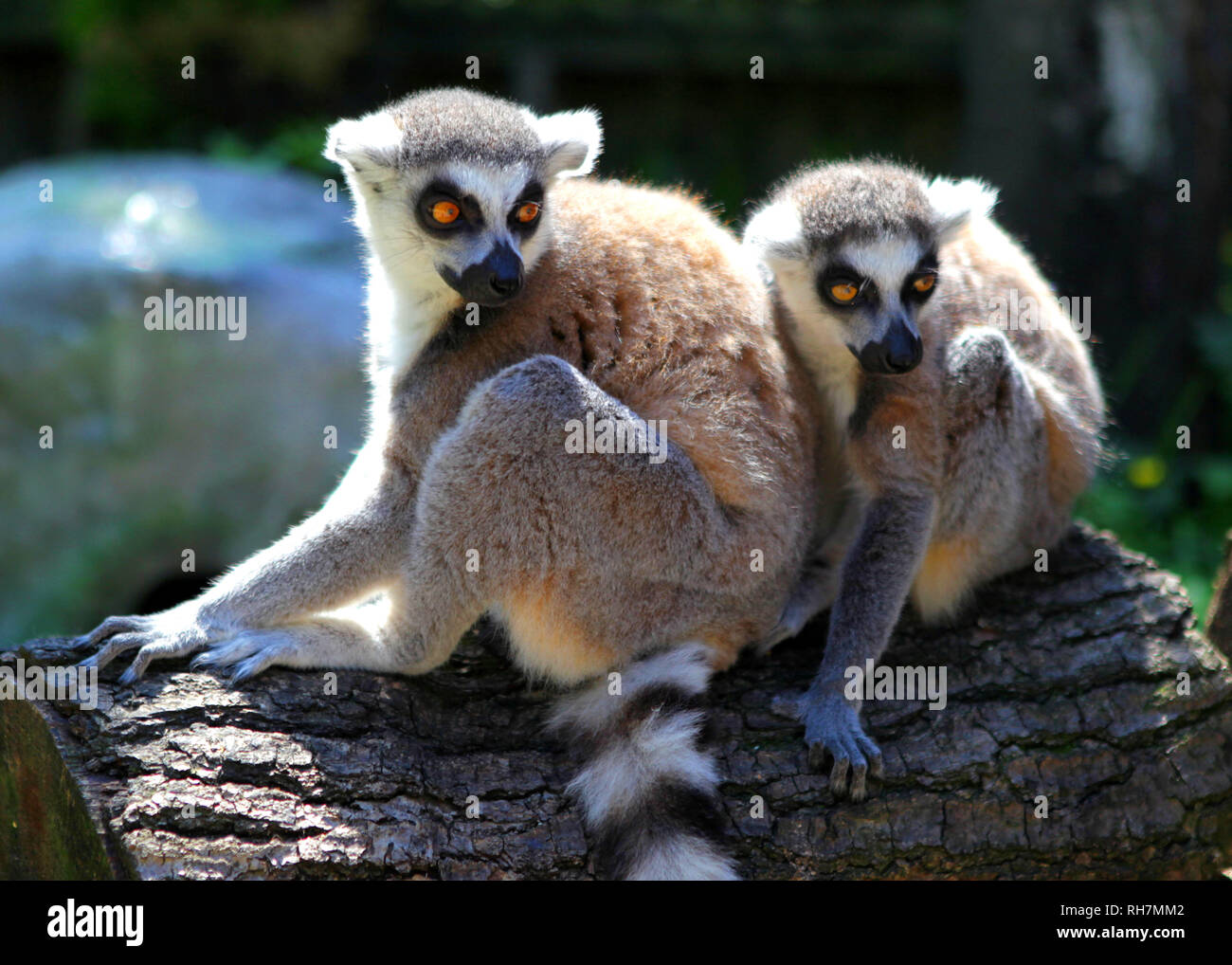Paradise wildlife park hertfordshire hi-res stock photography and ...