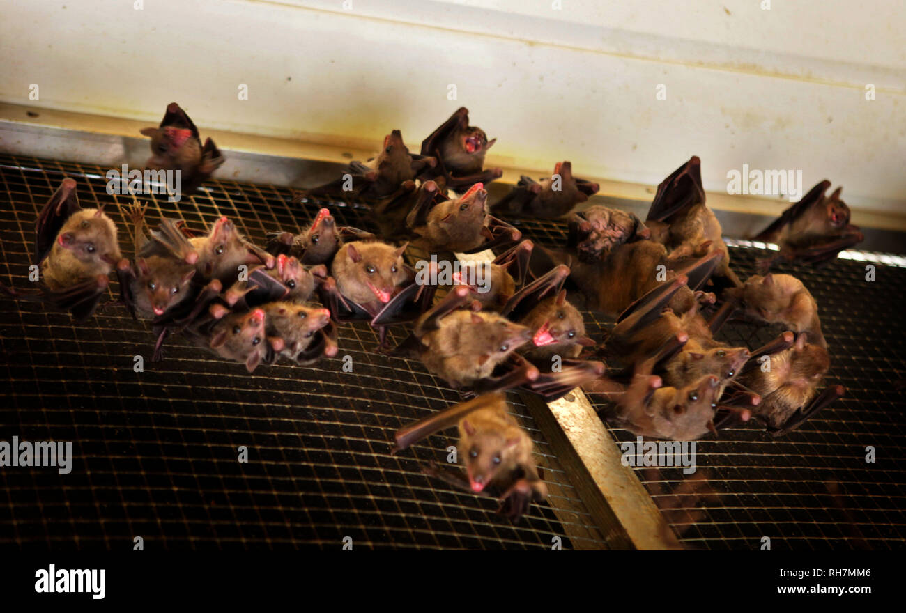 Paradise wildlife park hires stock photography and images Alamy