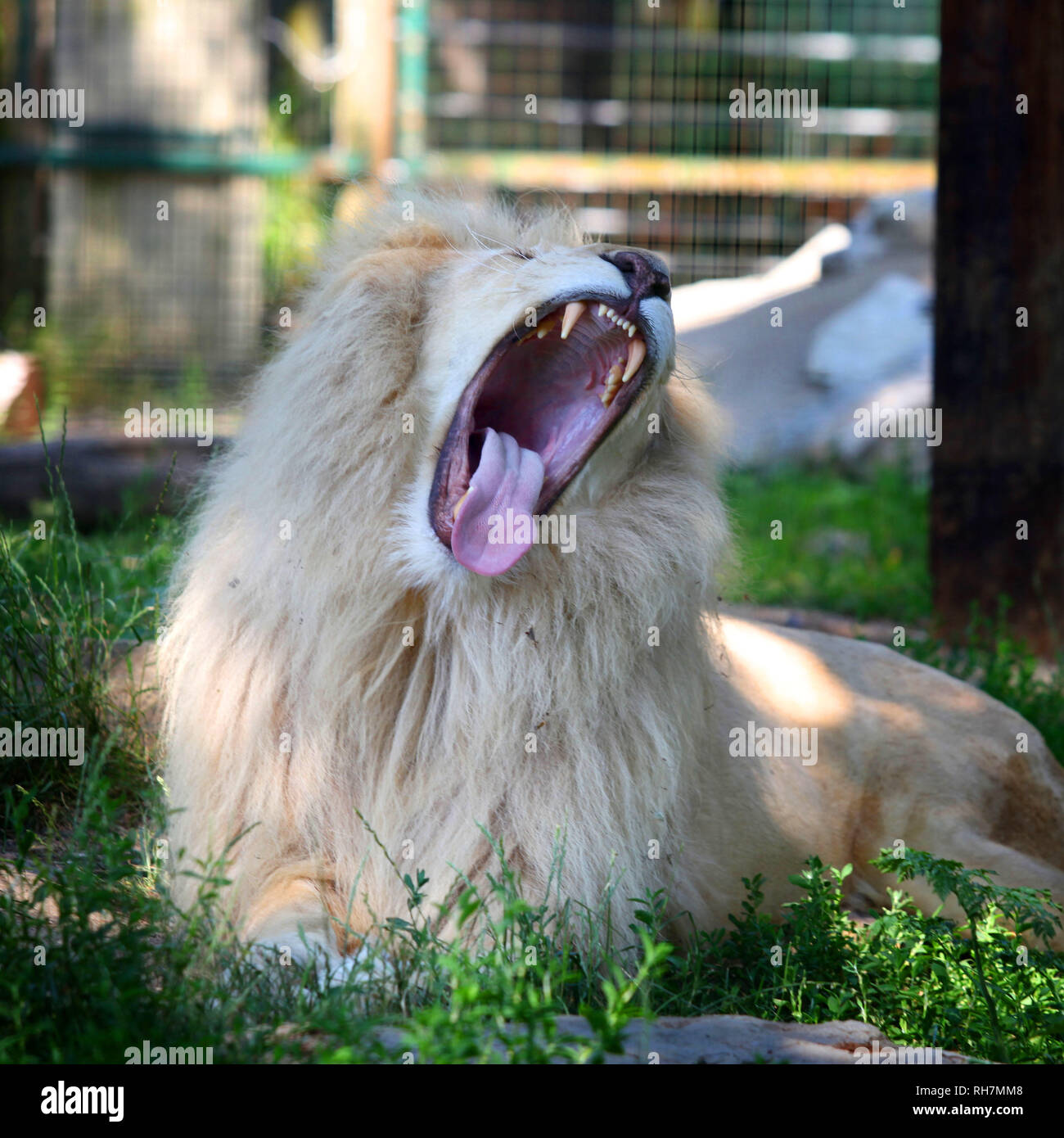 Lion yawning paradise wildlife park hi-res stock photography and images ...