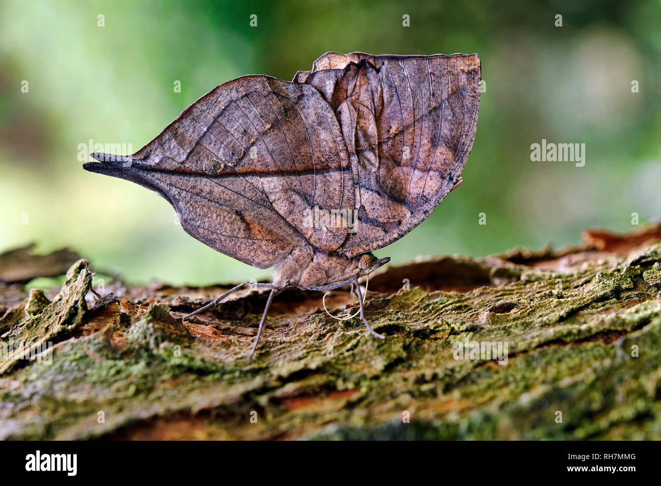 Dead leaf butterfly (or Indian oakleaf) - Kallima inachus Stock Photo