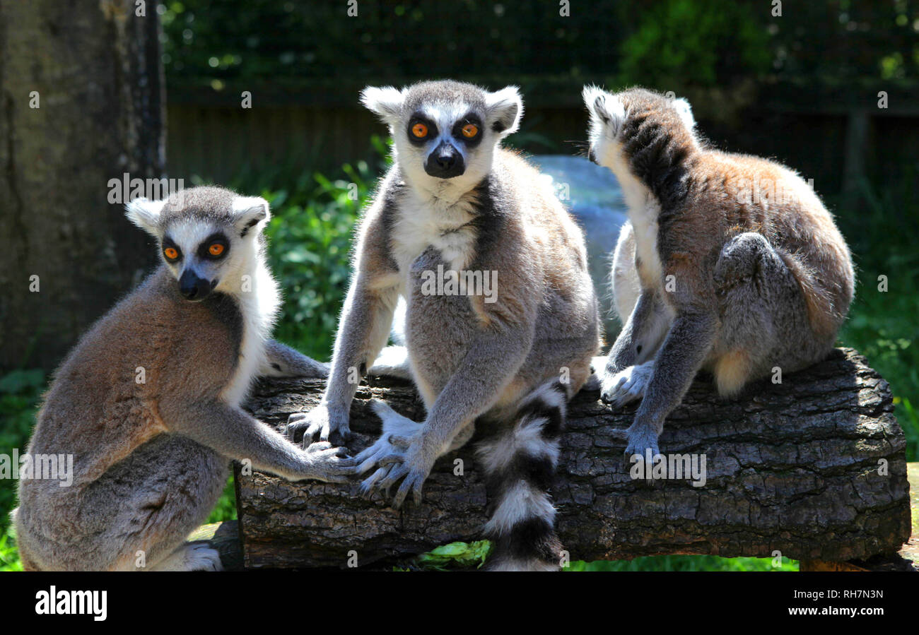 Paradise wildlife park hi-res stock photography and images - Alamy
