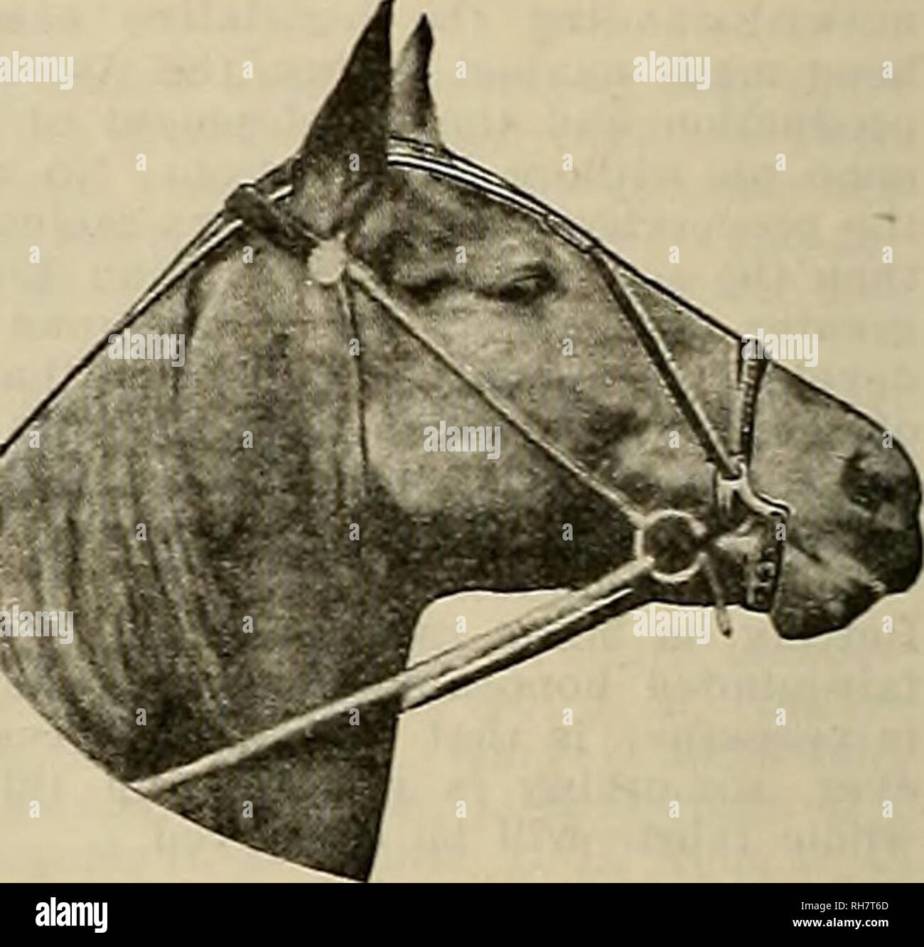 Breeder And Sportsman Horses Break Train Work Or Breed During Treatment Save The Horse Will Permanently