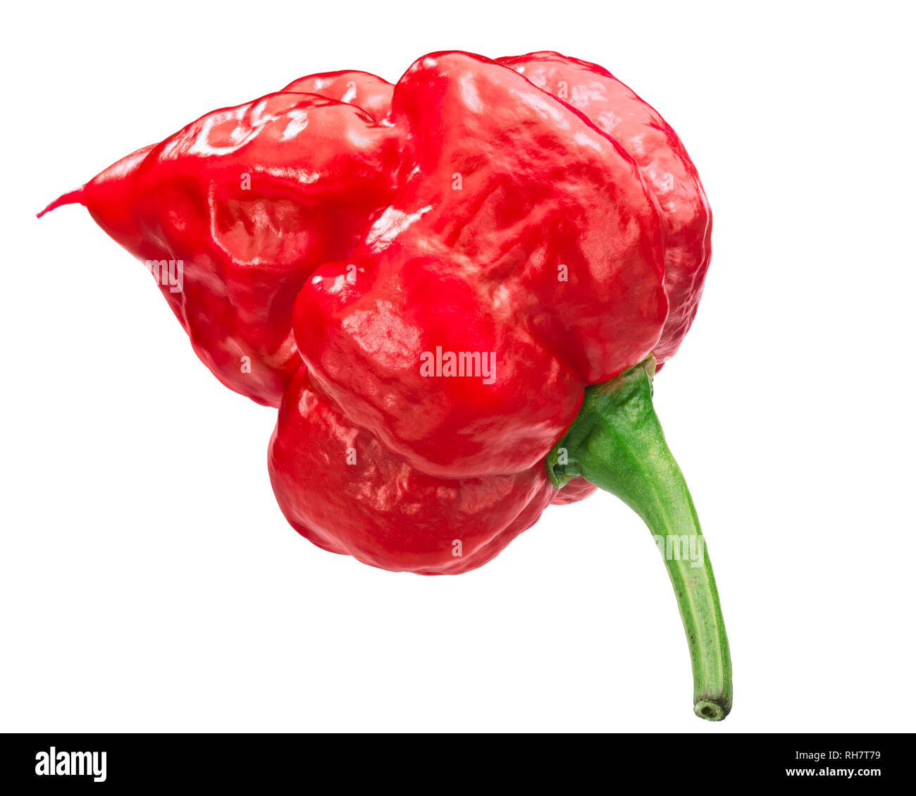 Trinidad Scorpion chile pepper (Capsicum chinense fruit), whole ripe