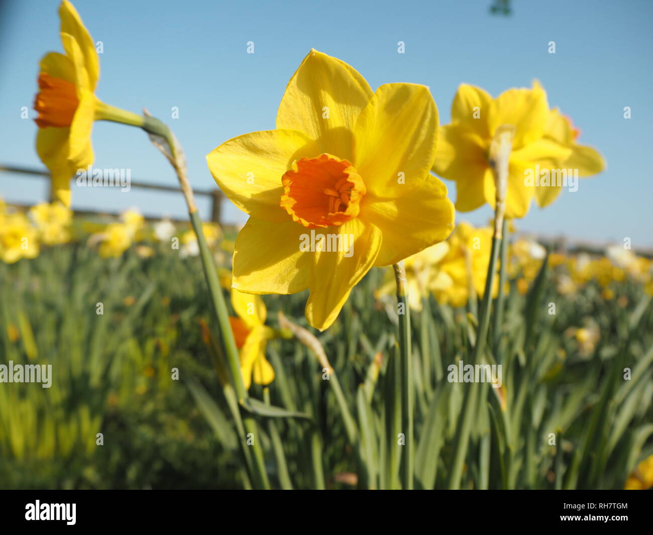 Yellow flowers long stem hires stock photography and images Alamy