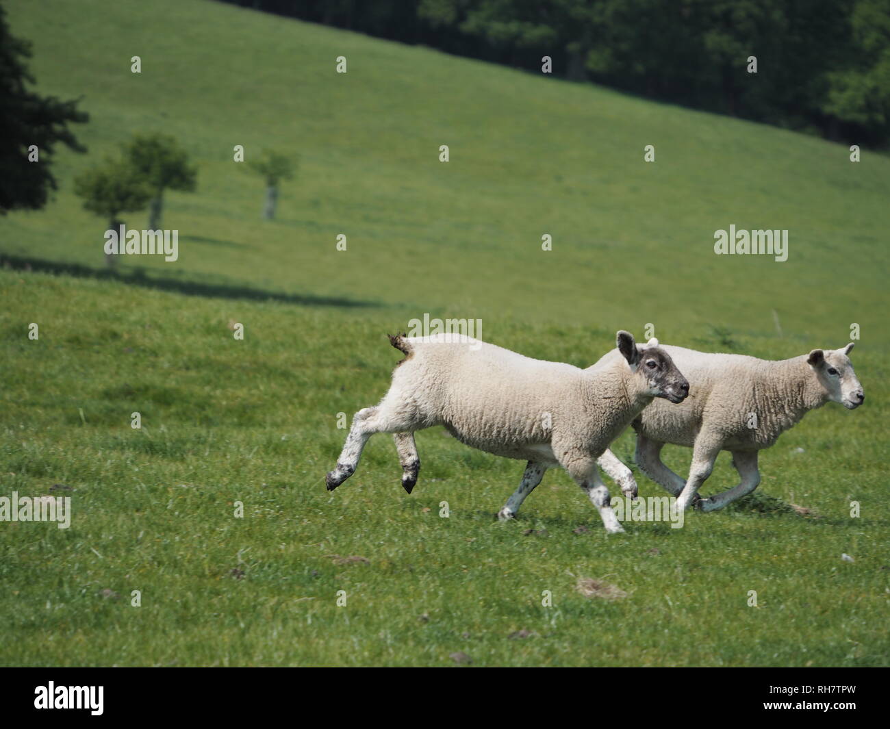 Two young lambs run across a field together to rejoin the rest of the flock. Stock Photo